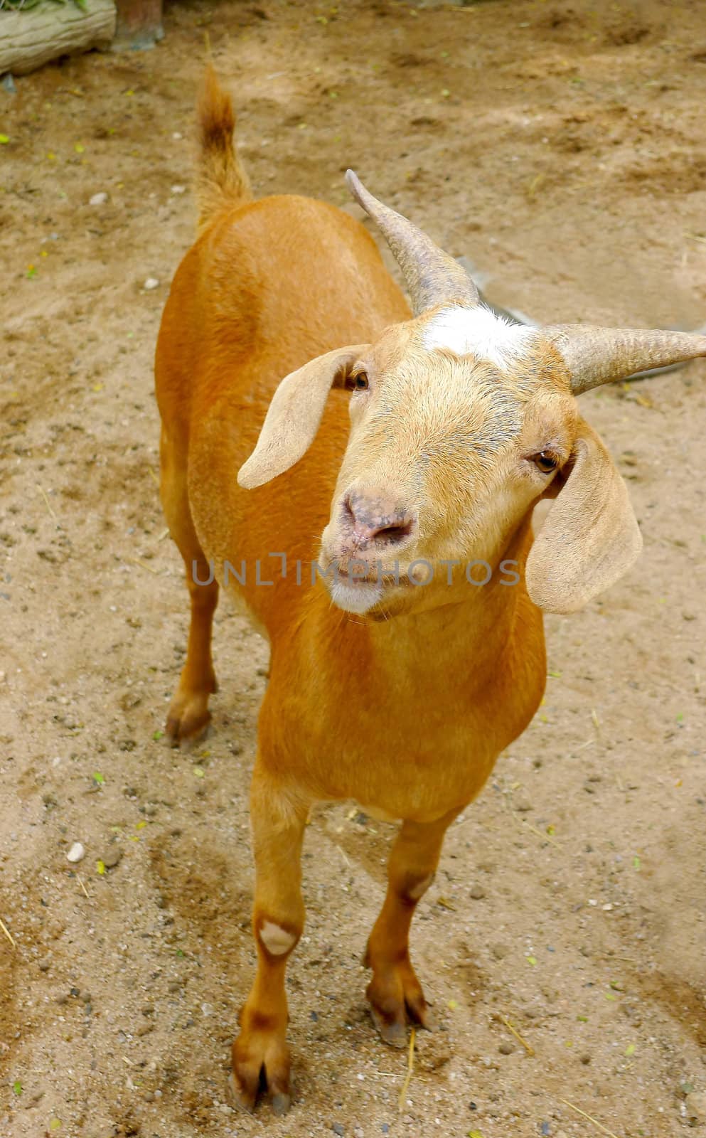 Close up brown goat