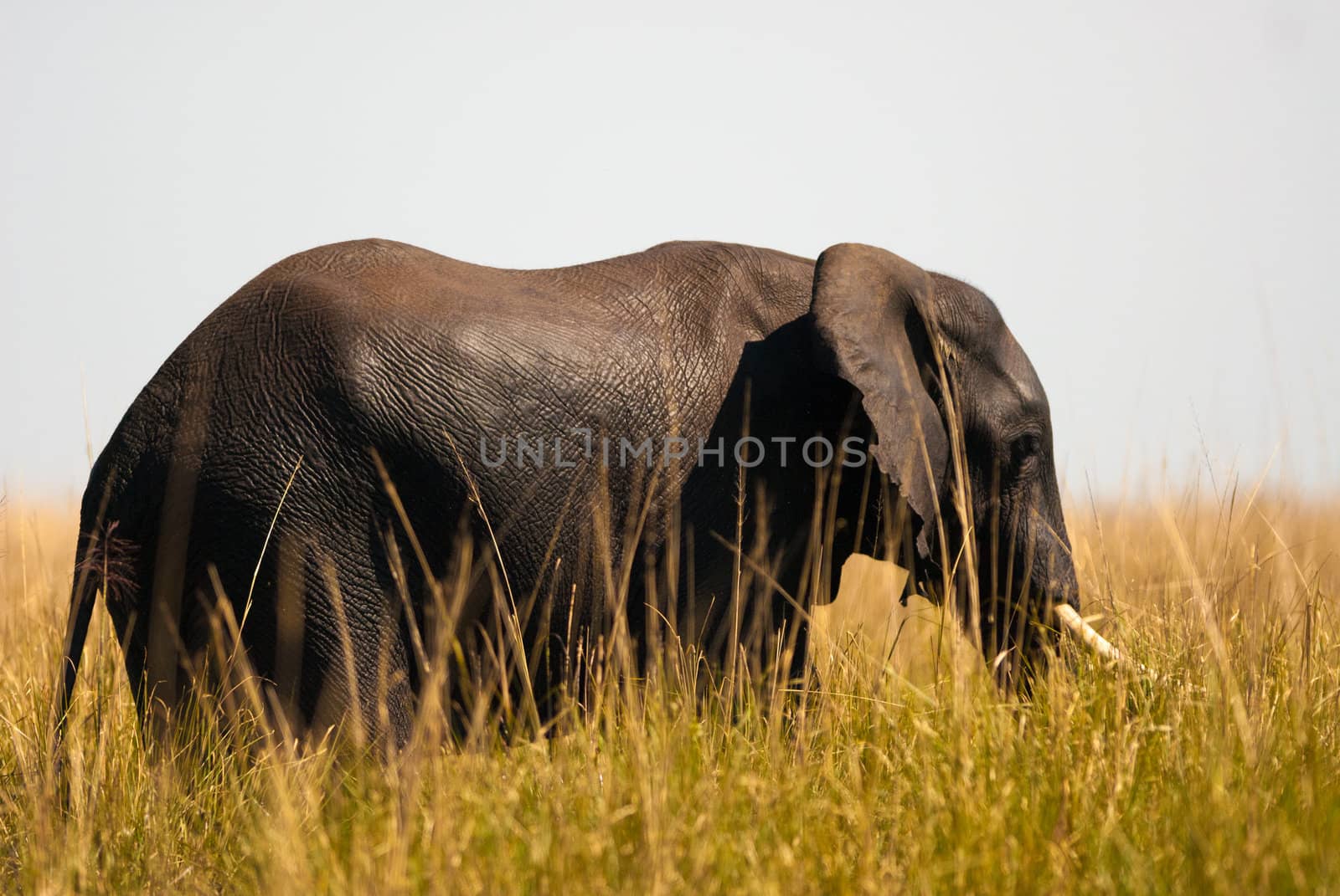 African bush elephant (Loxodonta africana) in high grass