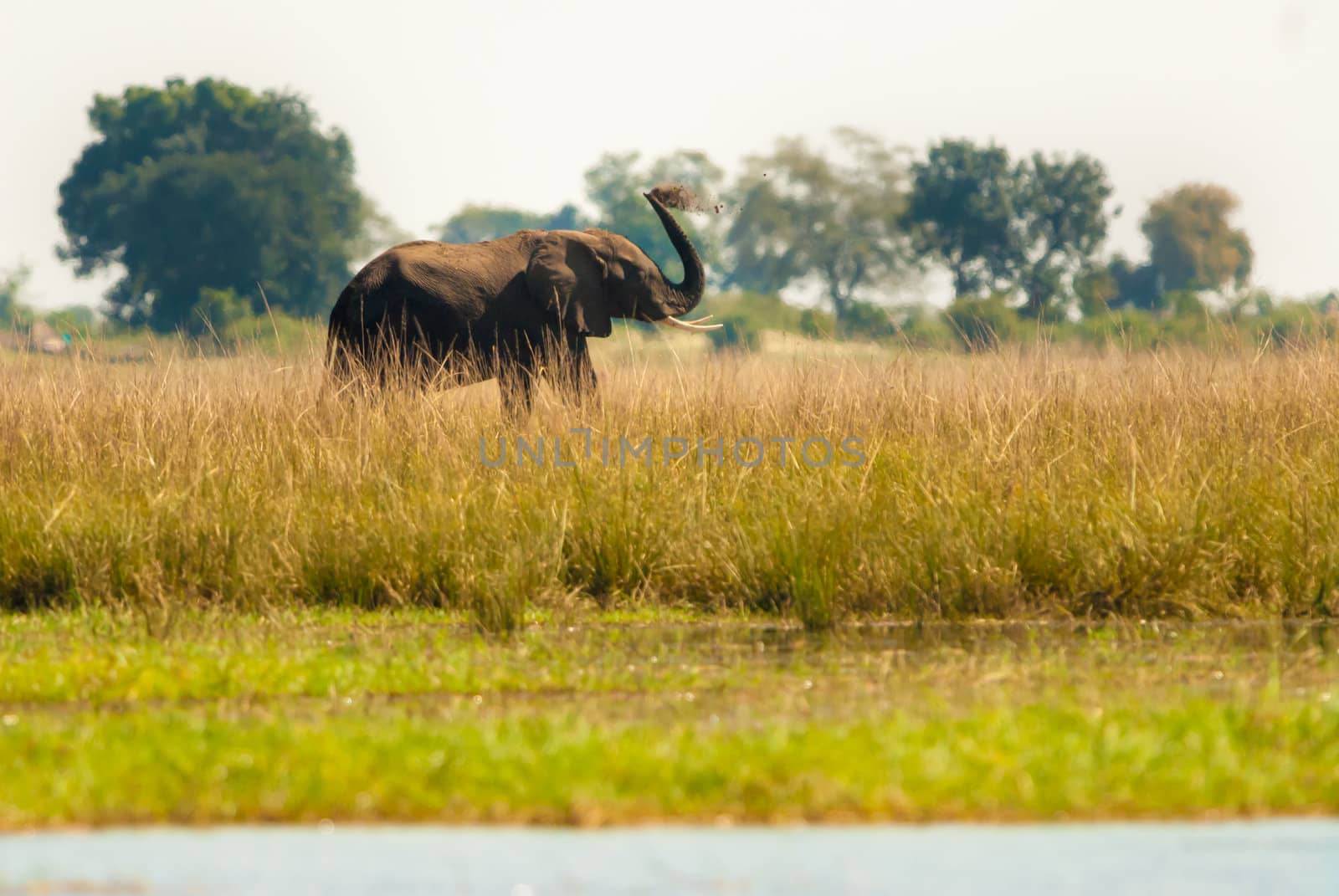 Elephant throwing dirt by edan