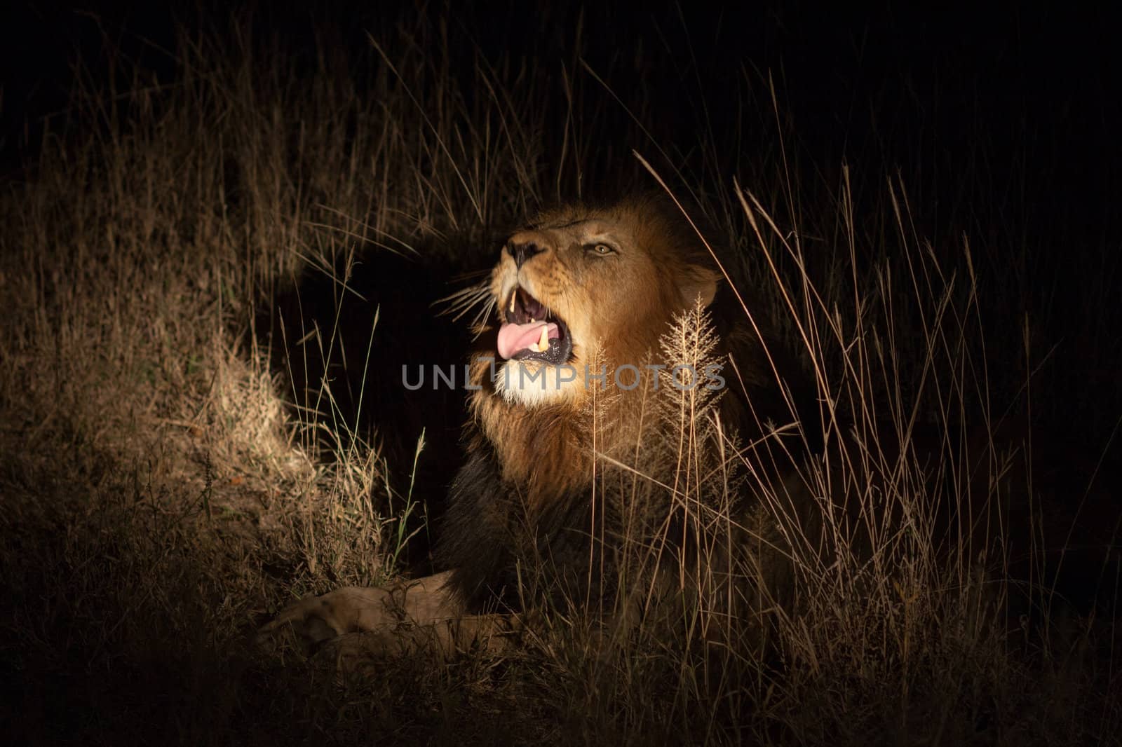 Lion in bush at night near Kruger National Park