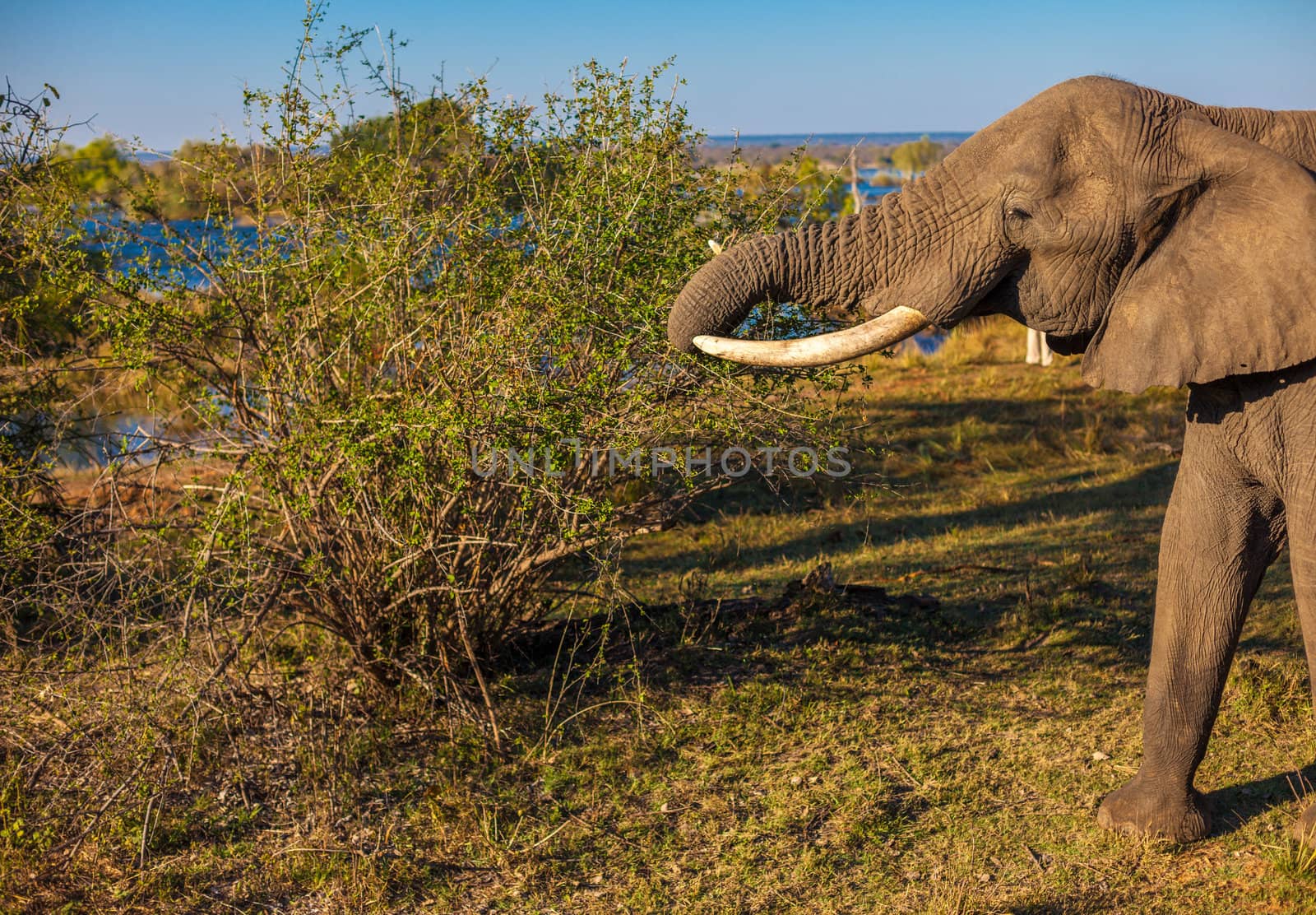 African bush elephant grazing on tree branches