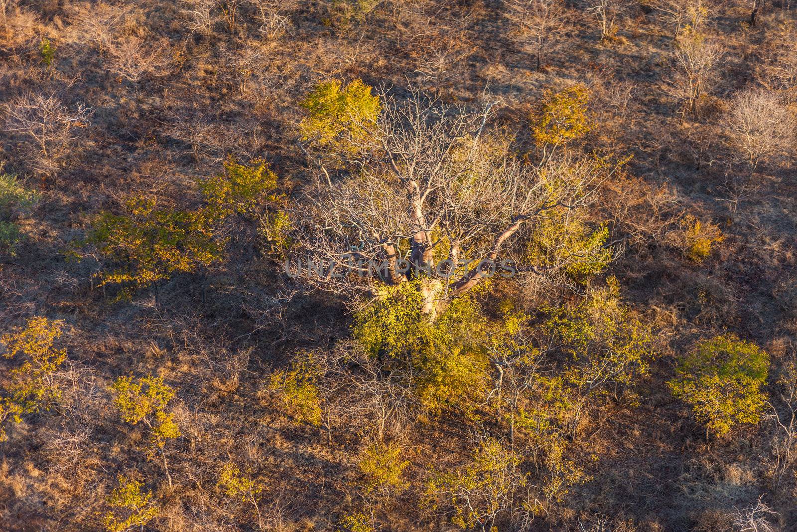 Aerial view of savannah in late afternoon