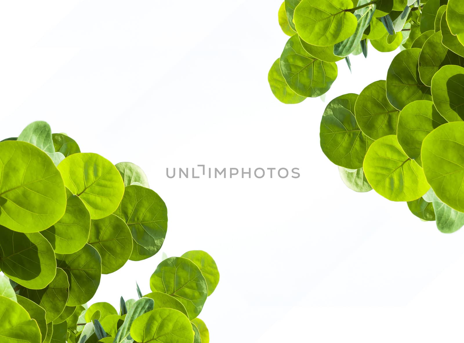 Green leaves by TanawatPontchour