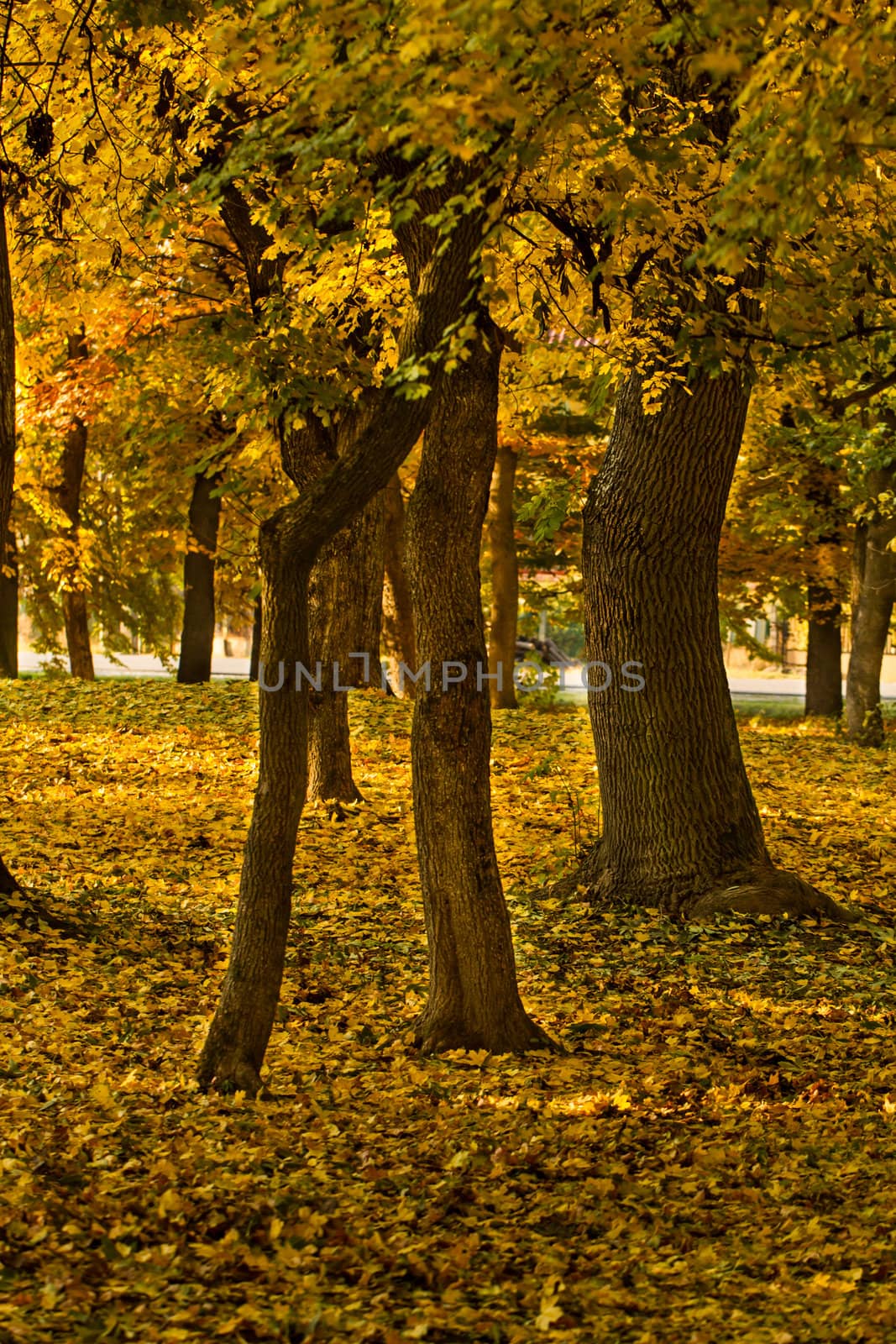 Beautiful colors of autumn landscape in the forest