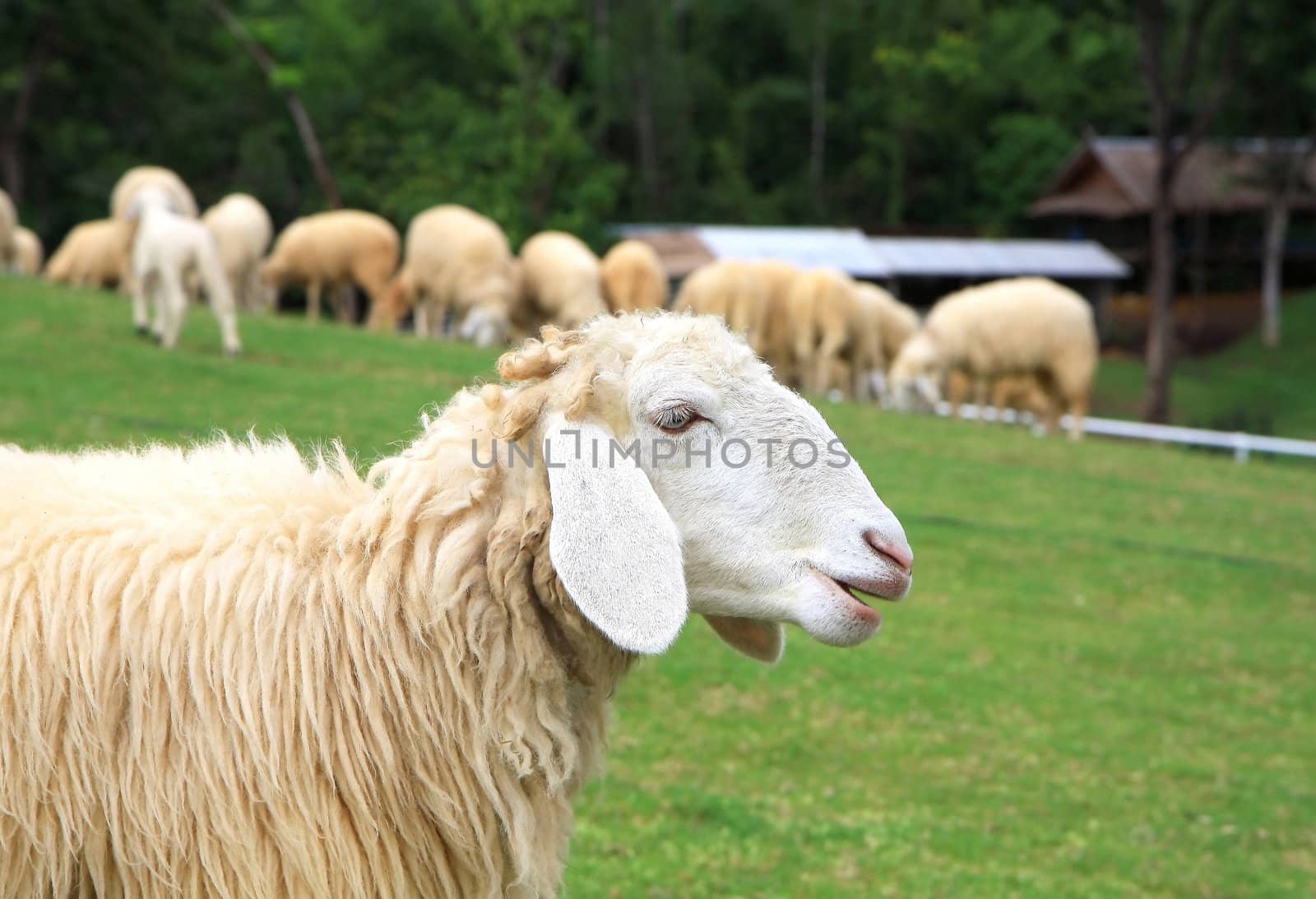 Close up one sheep on green field