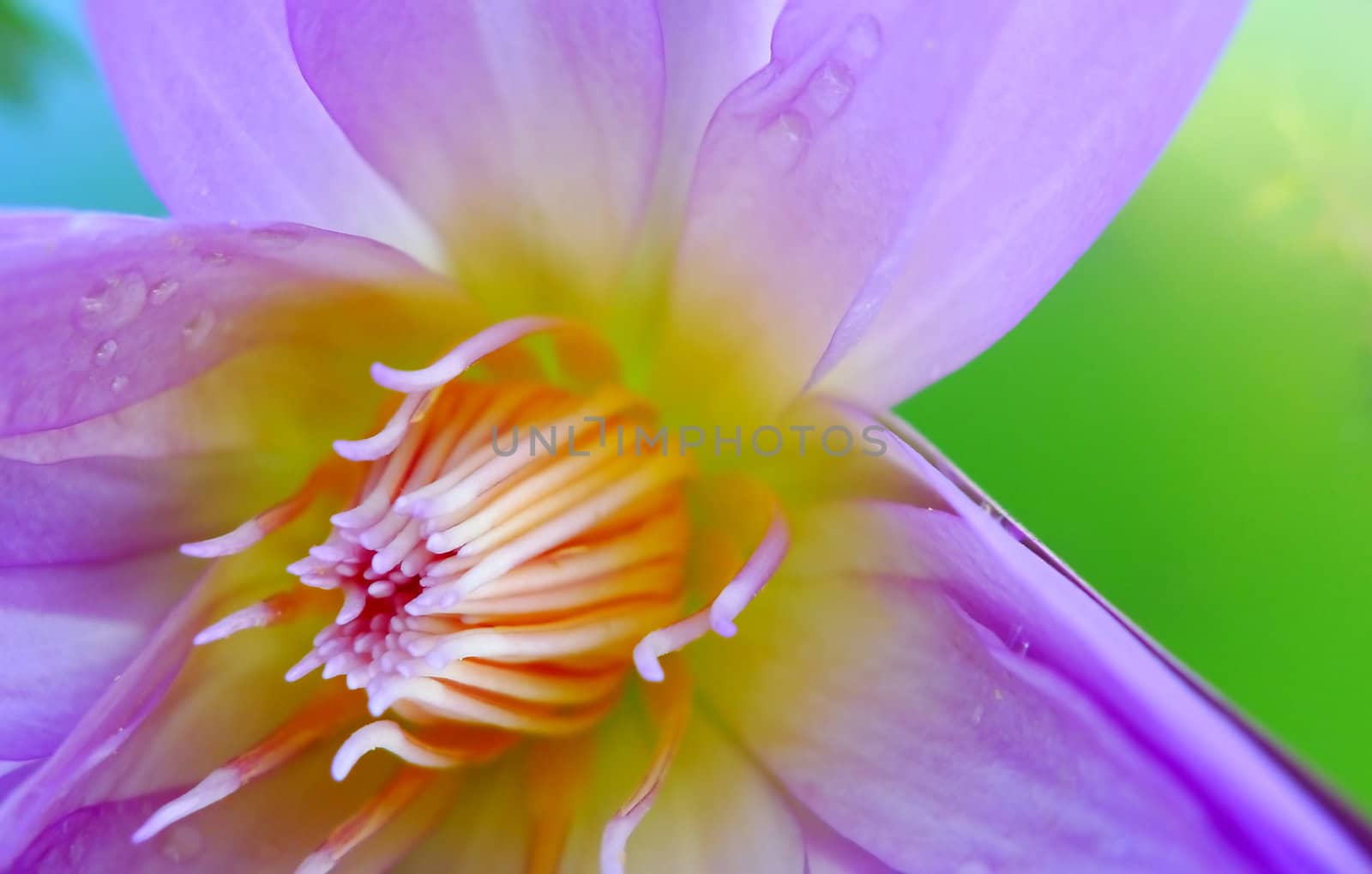 Close up of a purple water lily bloom in a pond with some waterdrop