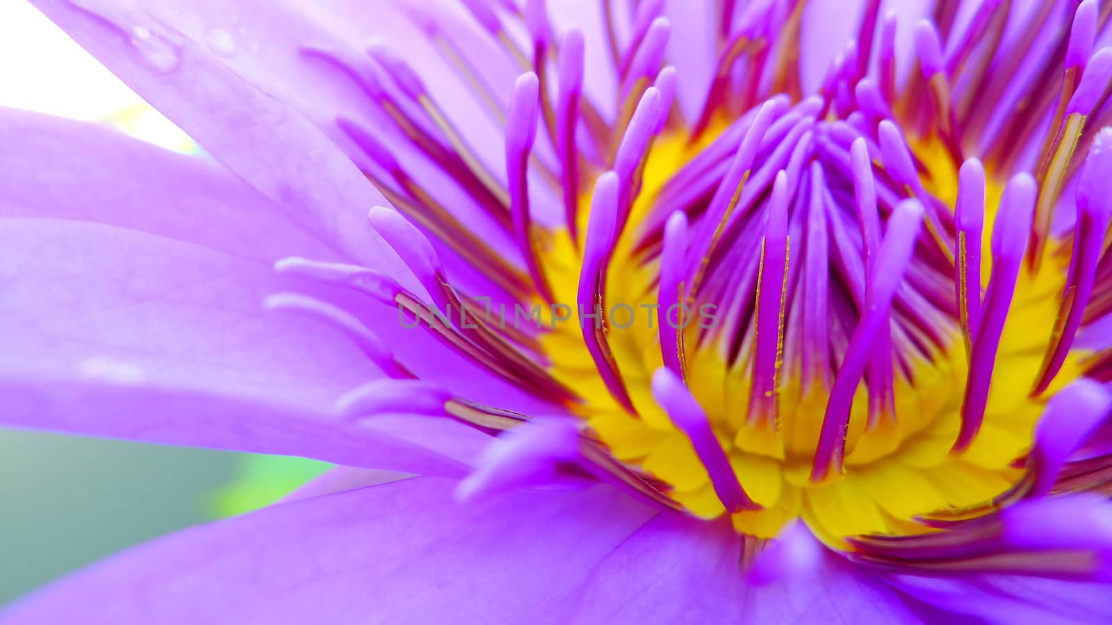 Close up of a purple water lily bloom with some waterdrop