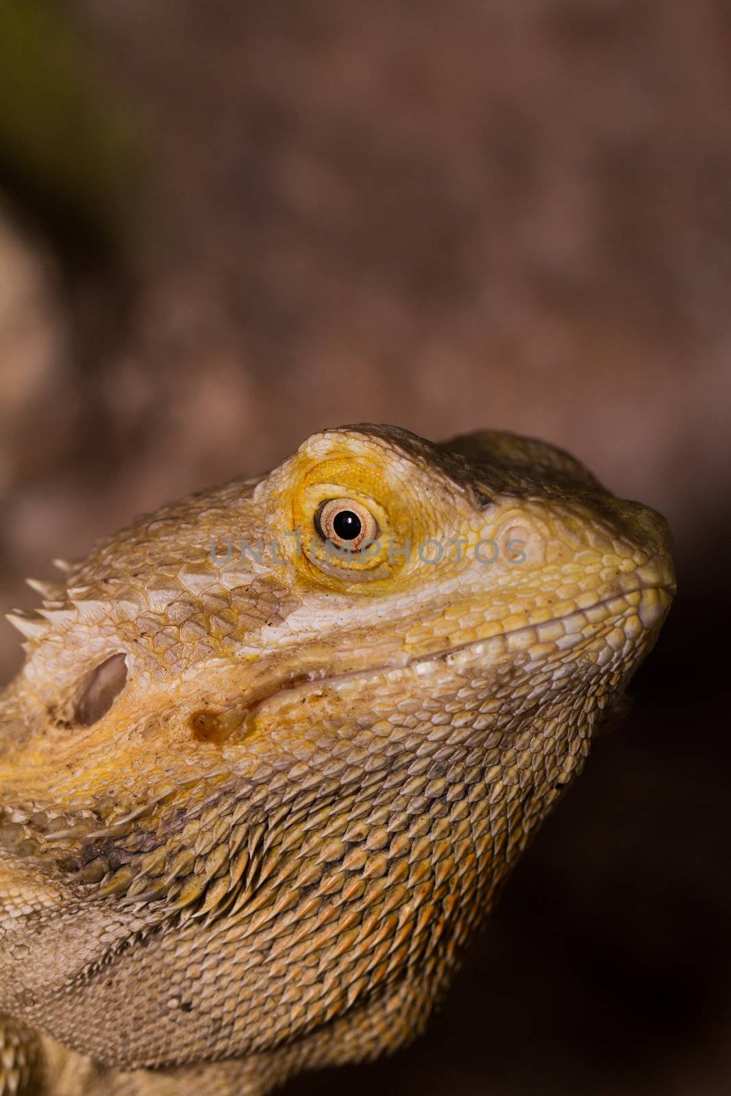 Close-up of Bearded dragons eye (Pogona vitticeps)