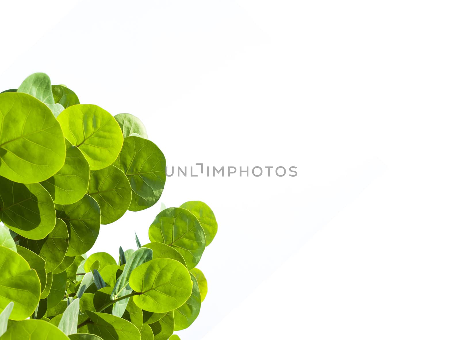 Green circle  leaves on white  background