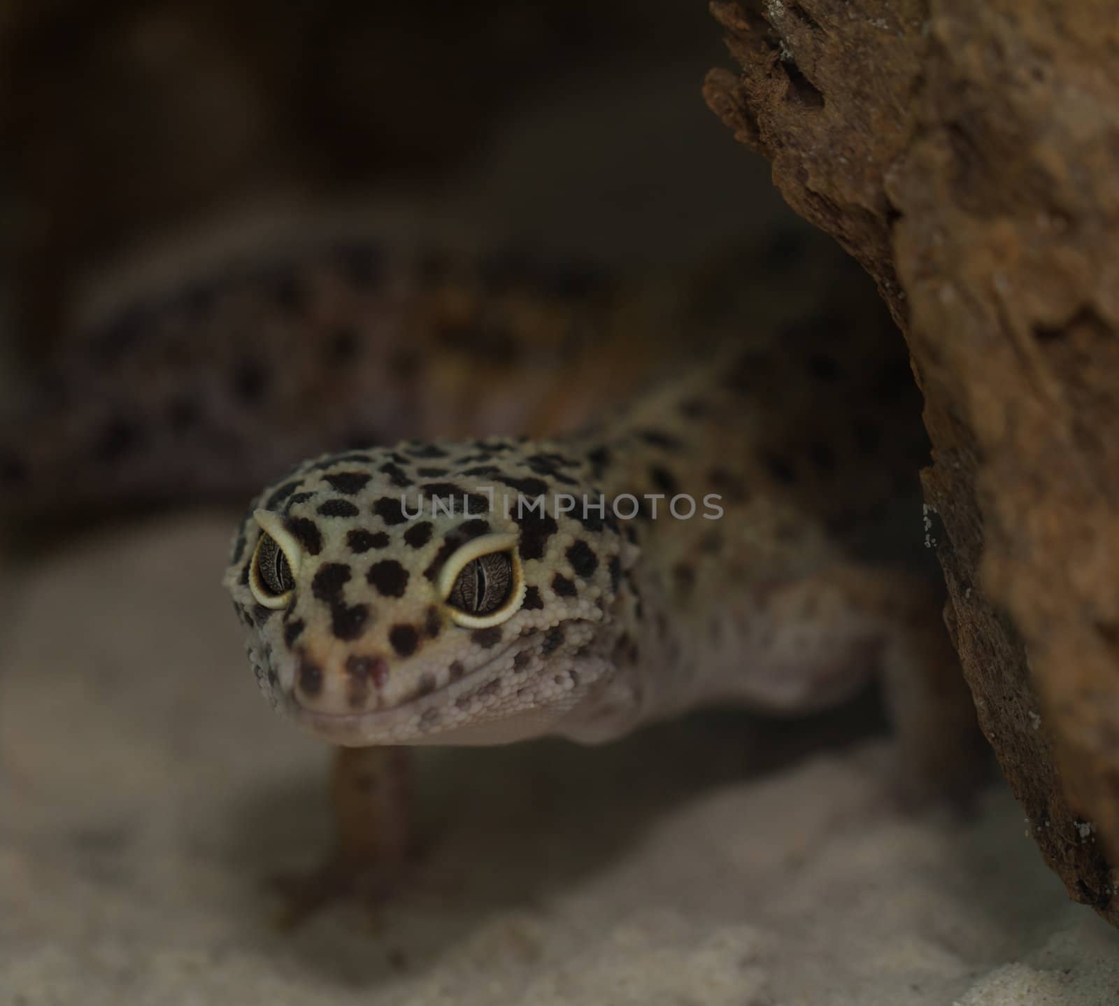 smiling leopard gecko on desert by NagyDodo