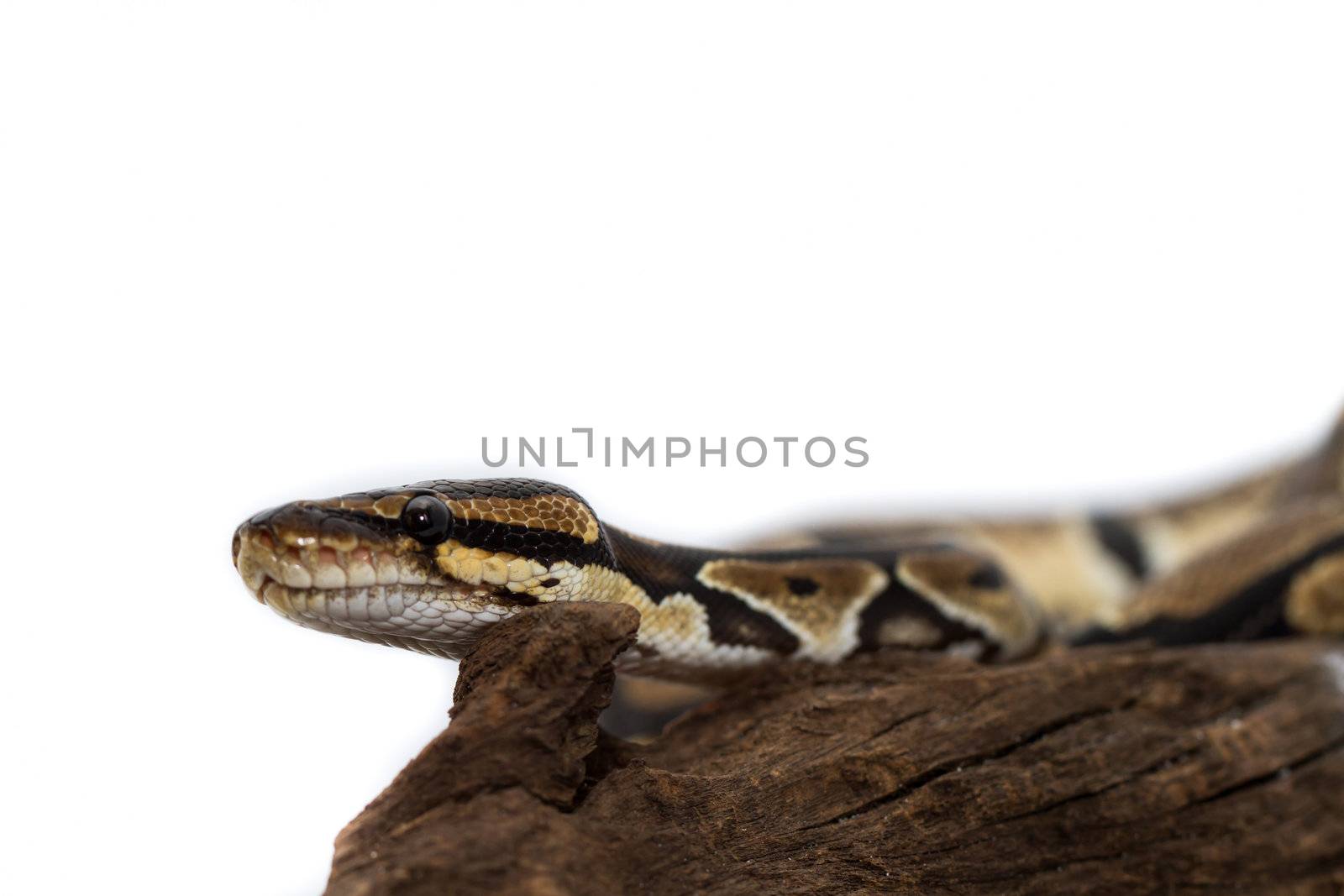 Ball Python close up (Python Regius)