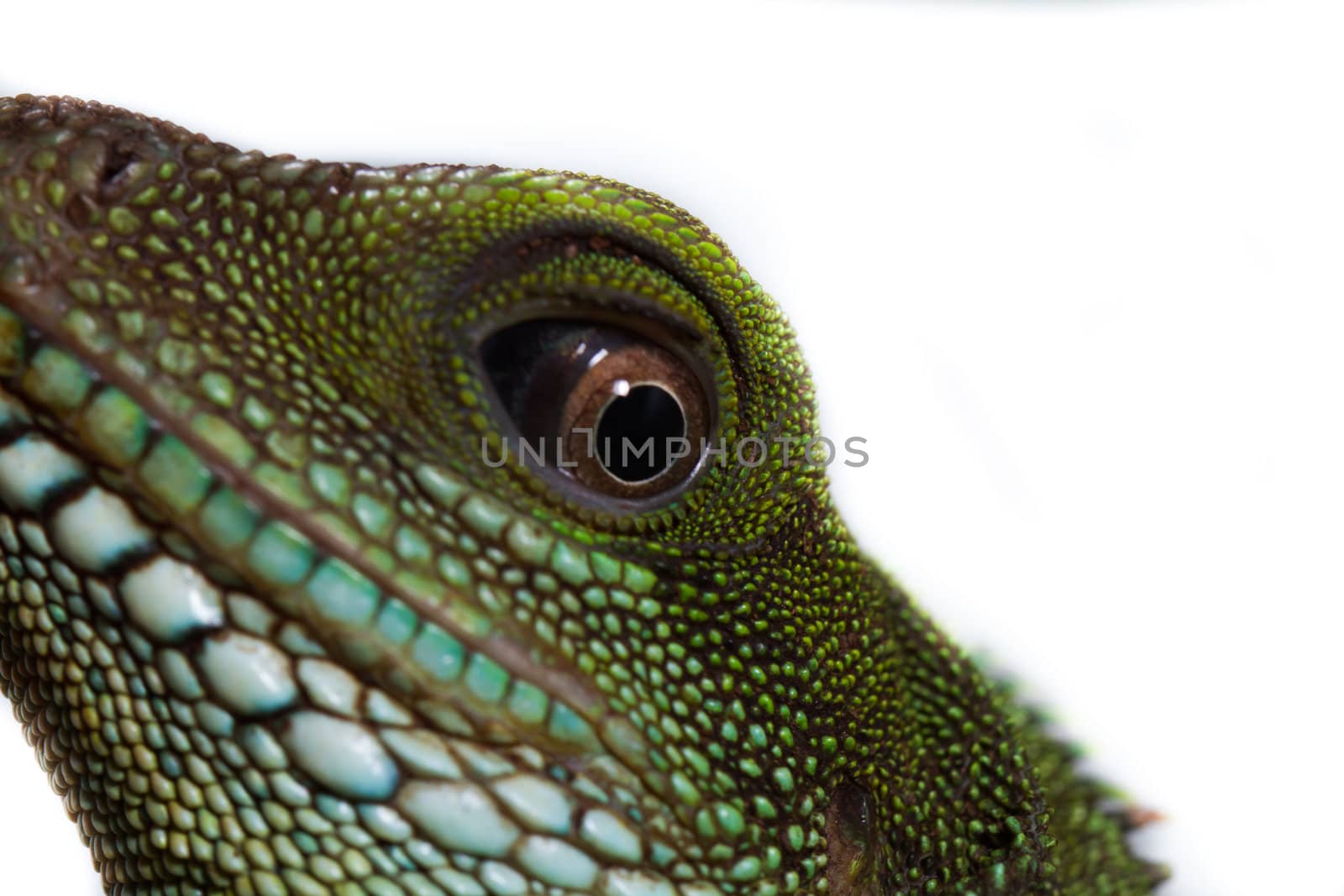 Head and eye of an adult agama (Physignathus cocincinu)