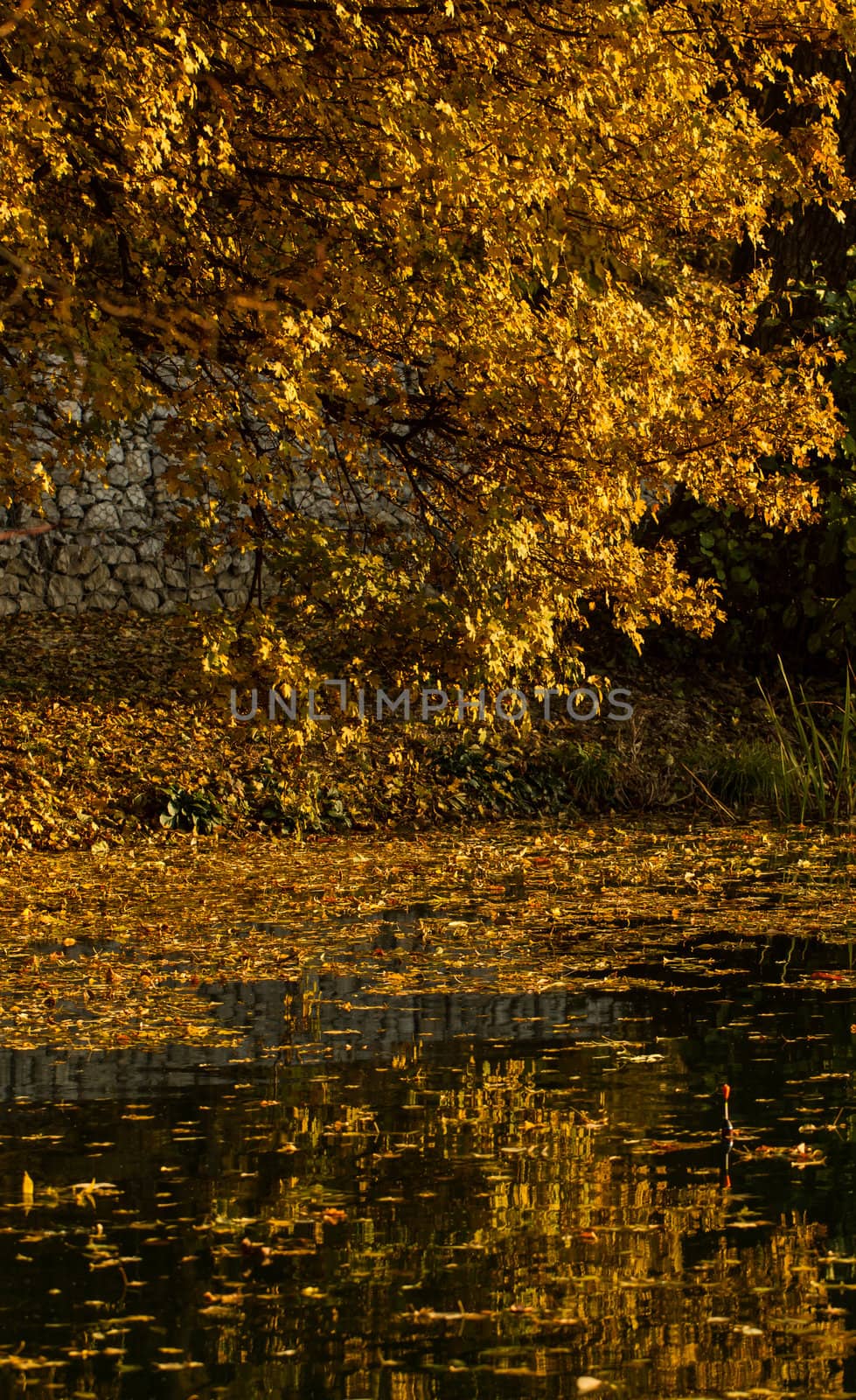 Beautiful colors of autumn landscape by the lake