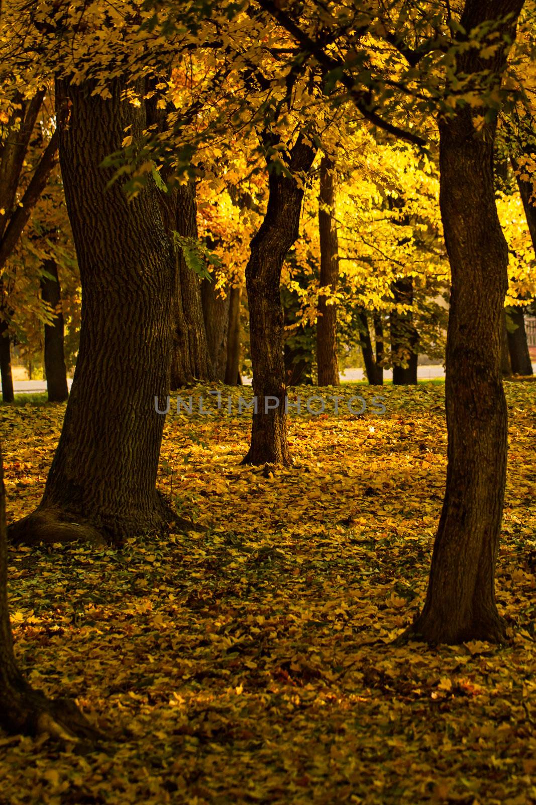 Autumn landscapes by NagyDodo