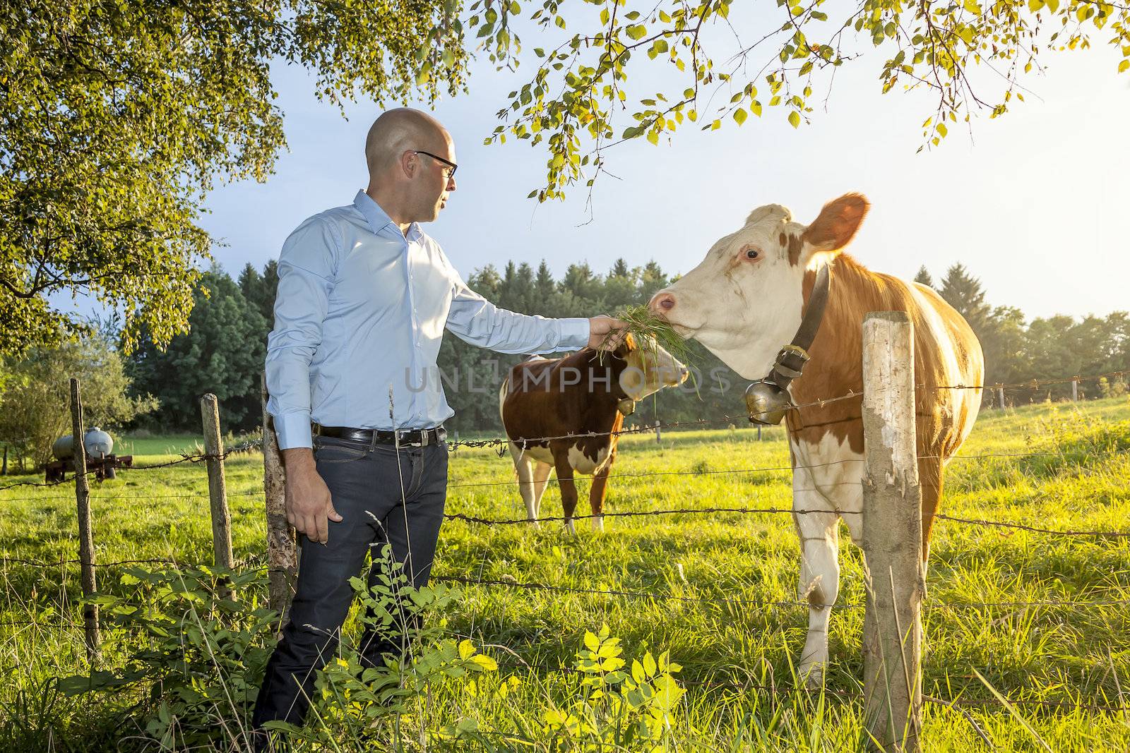 man feeds cow by magann