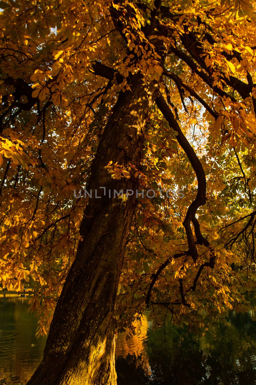 One beautiful tree in the autumn landscape by NagyDodo