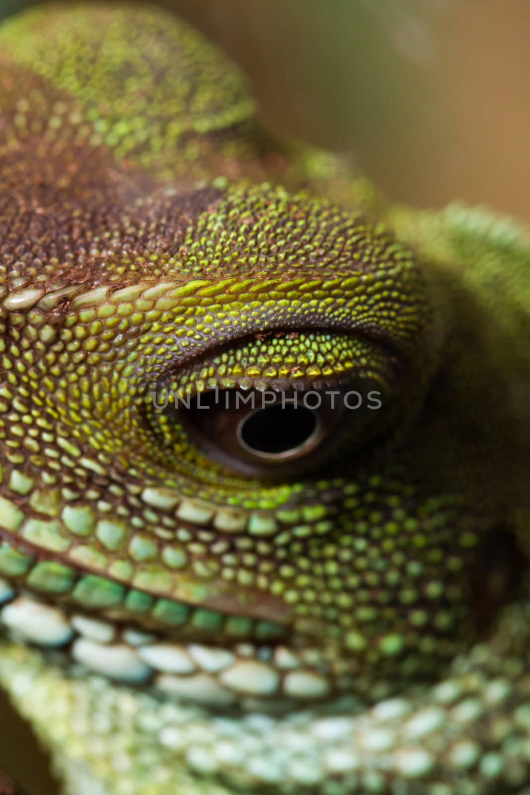 Head and eye of an adult agama (Physignathus cocincinu)