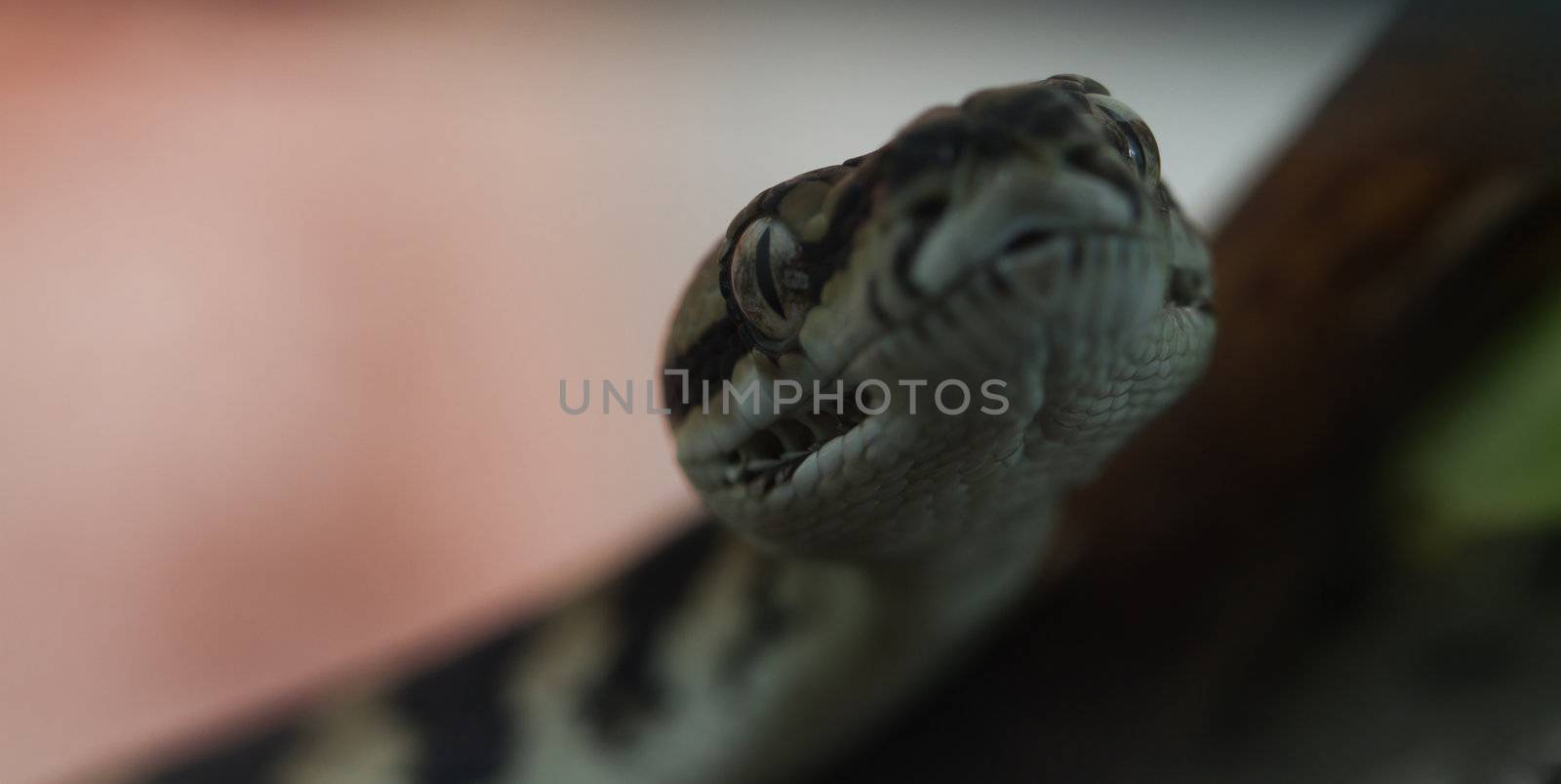 close-up of a Jungle carpet python, Morelia spilota cheynei