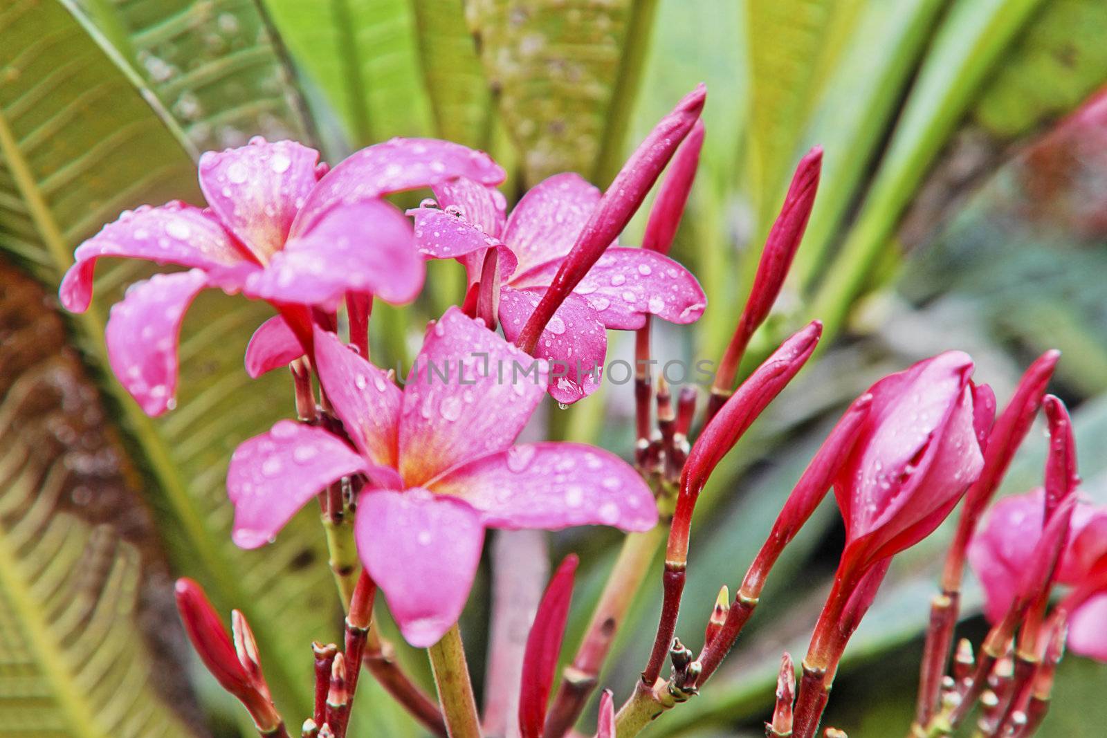 Pink fluted Hibiscus in the garden flower beds drenching ht int Goan monsoon, India