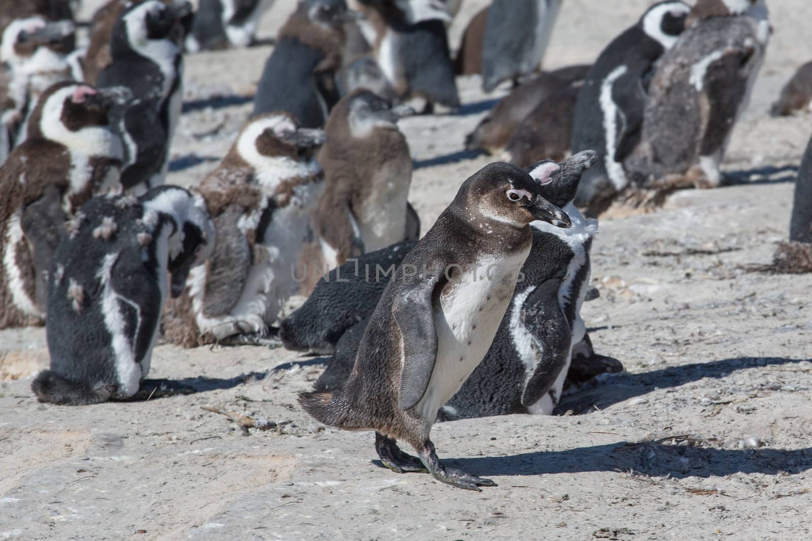 African penguins or Black-footed Penguin at South Africa’s Table Mountain National Park