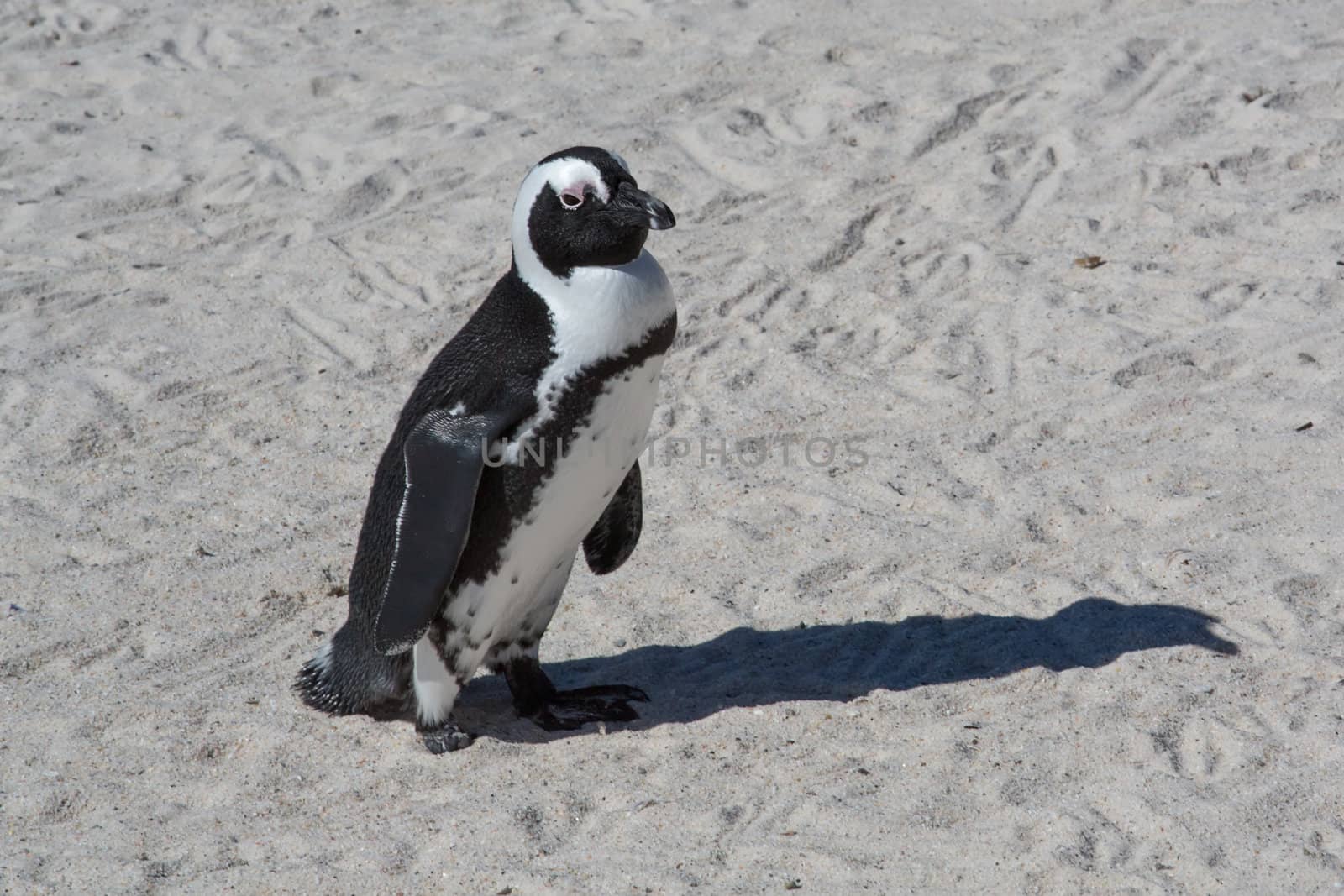 African penguins or Black-footed Penguin at South Africa’s Table Mountain National Park