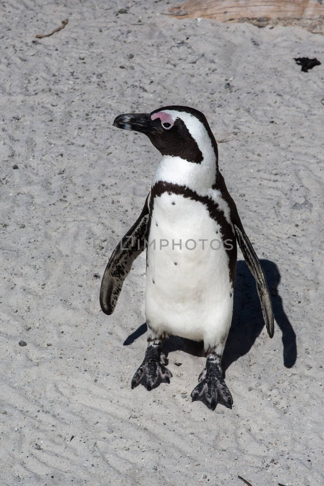 African penguins or Black-footed Penguin at South Africa’s Table Mountain National Park