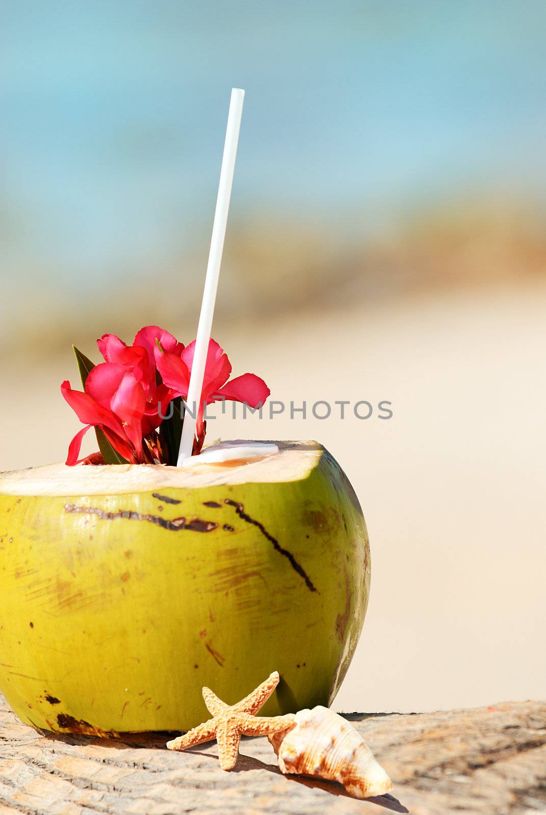 Coconut with drinking straw on a palm tree at the sea