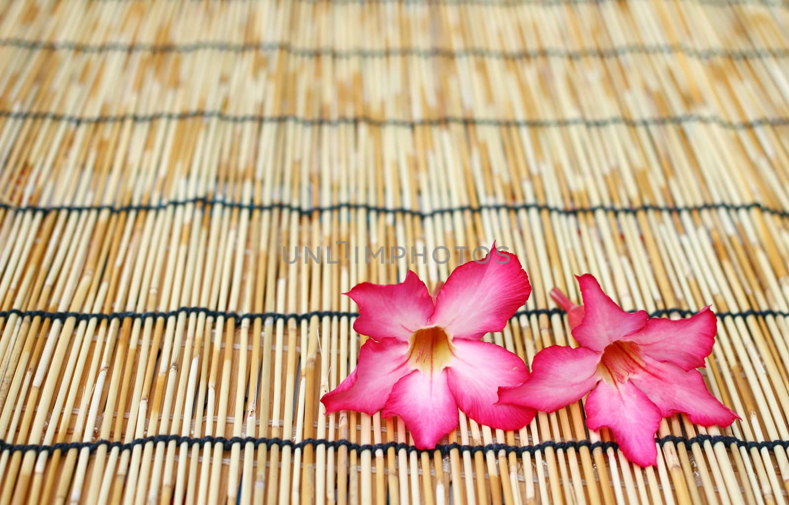 Red impala lily flower on wooden table