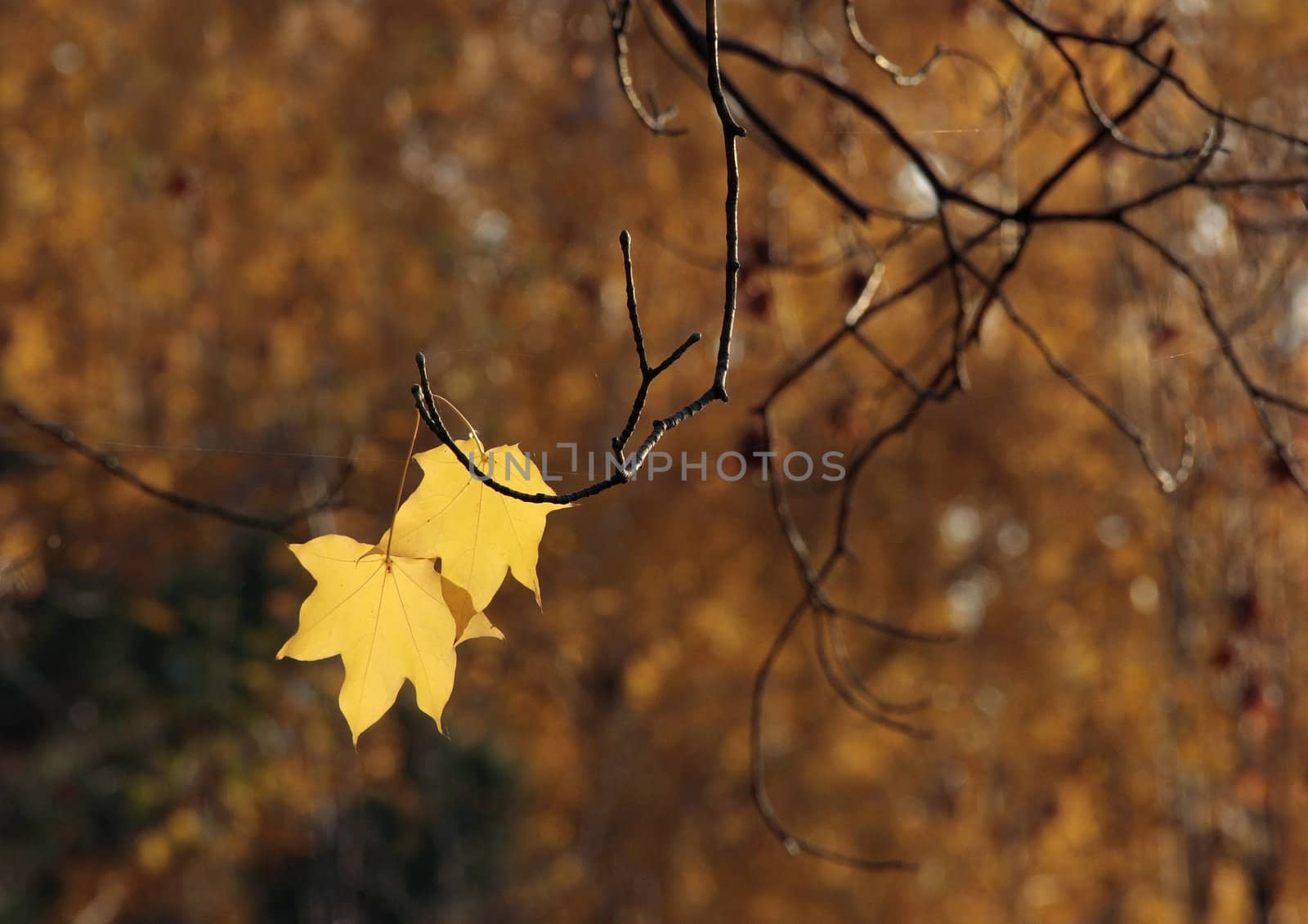 two yellowed leaves of autumn trees