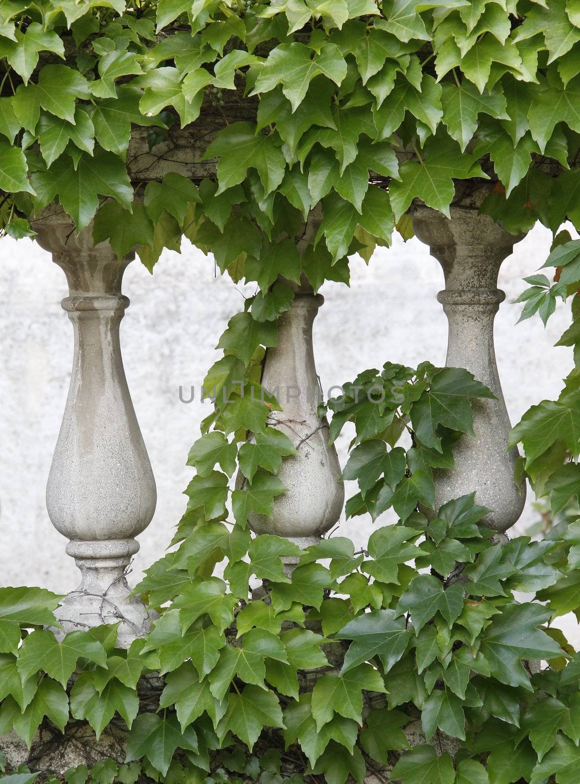 Ornate stone fences overgrown with ivy.