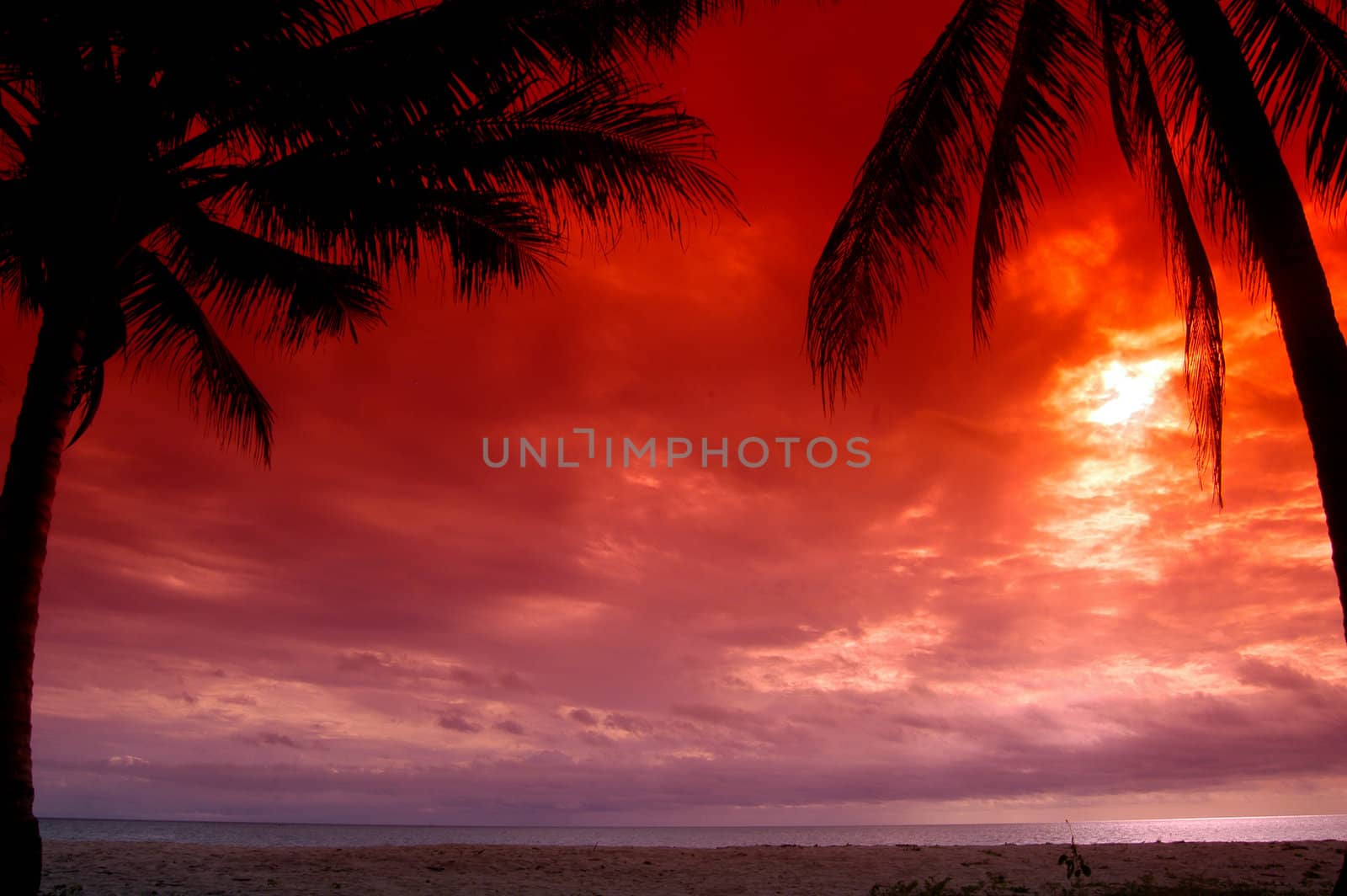 framed sunset silhouette of a coconut tree