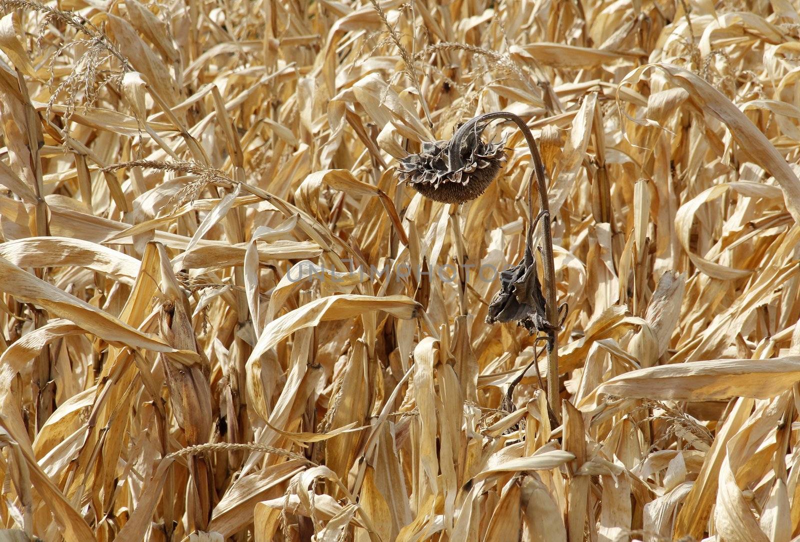 dried corn and sunflower fields