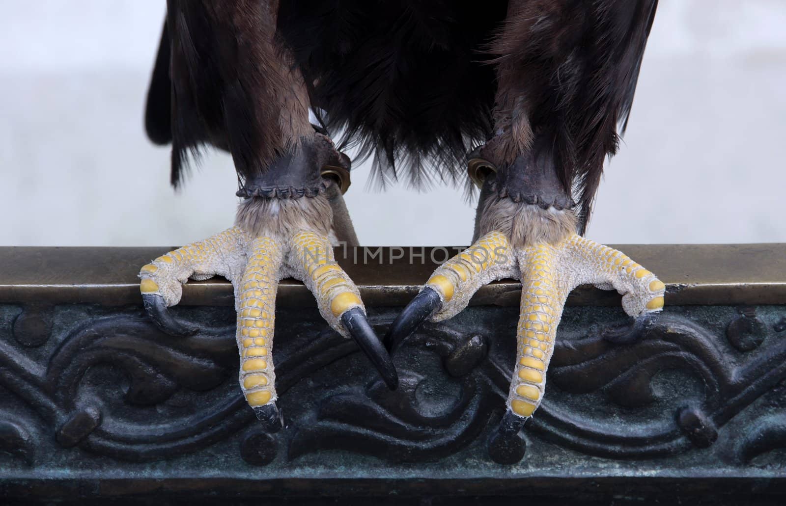 Eagle claws of ornate iron railing.