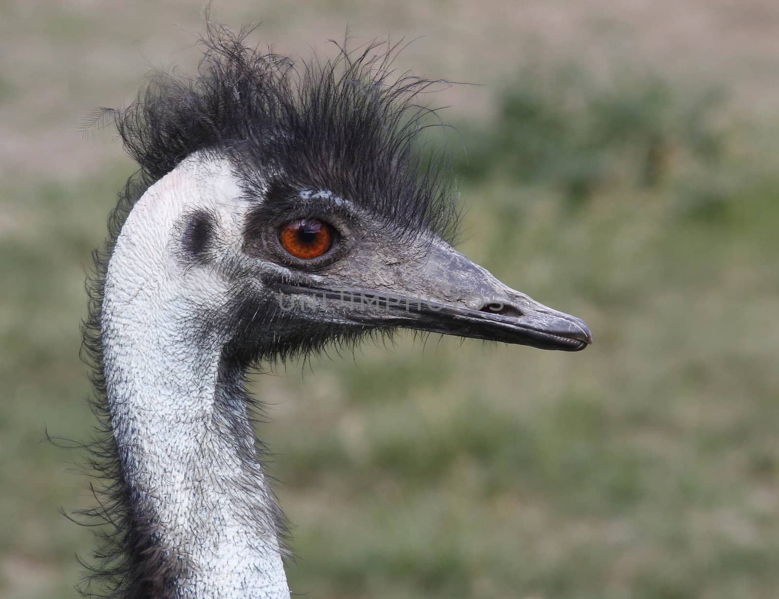 Nearby emu portrait profile red eyes.