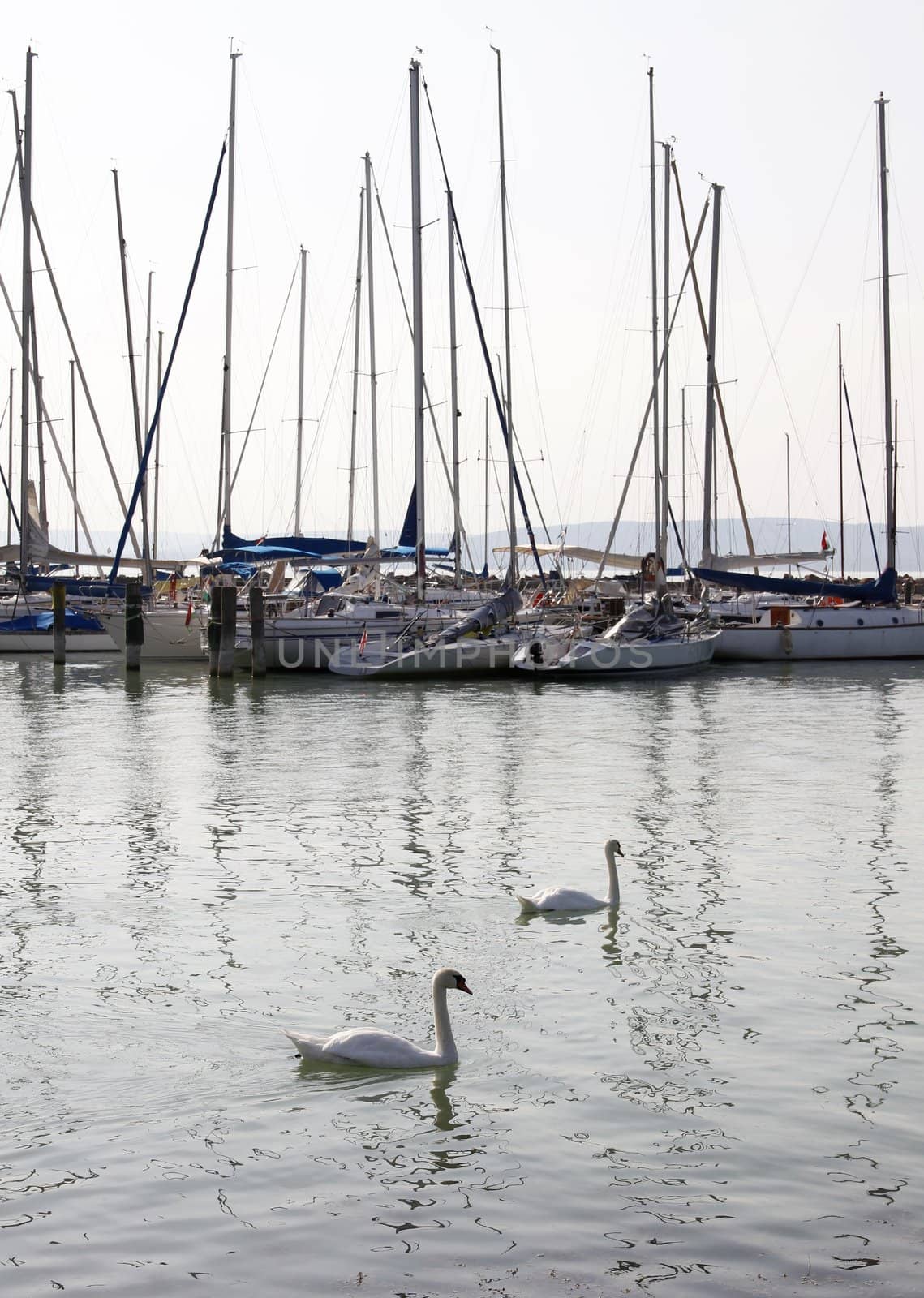 Two swans swimming in the marina