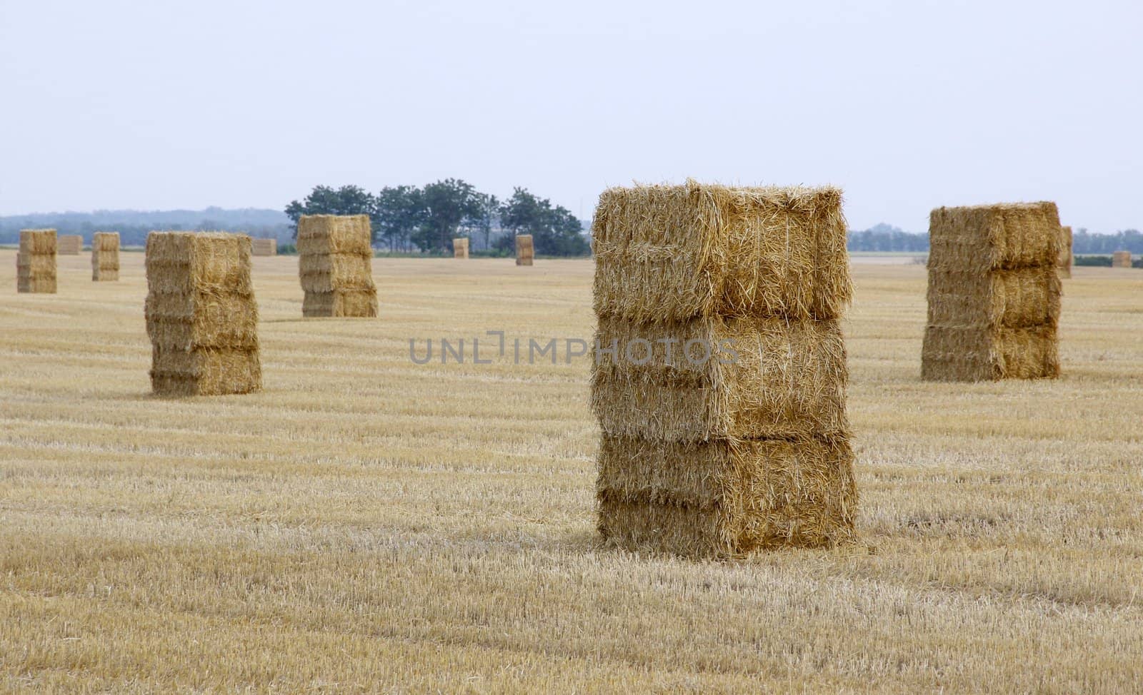 harvest by gallofoto