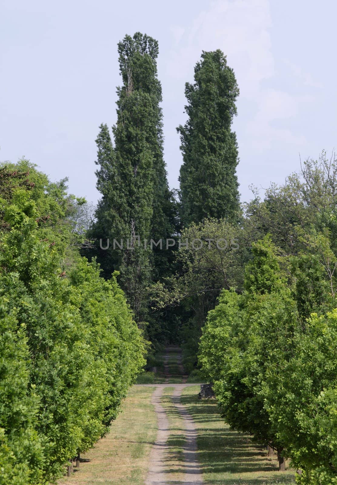 rural road and two poplars