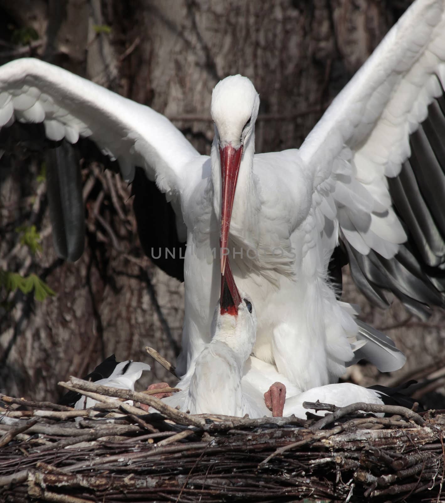 storks nest in the spring of love