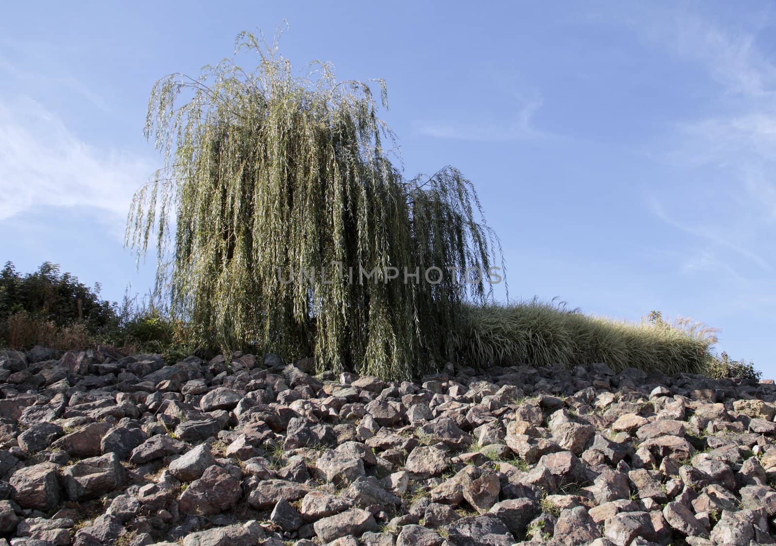 The weeping willow rocky shore.