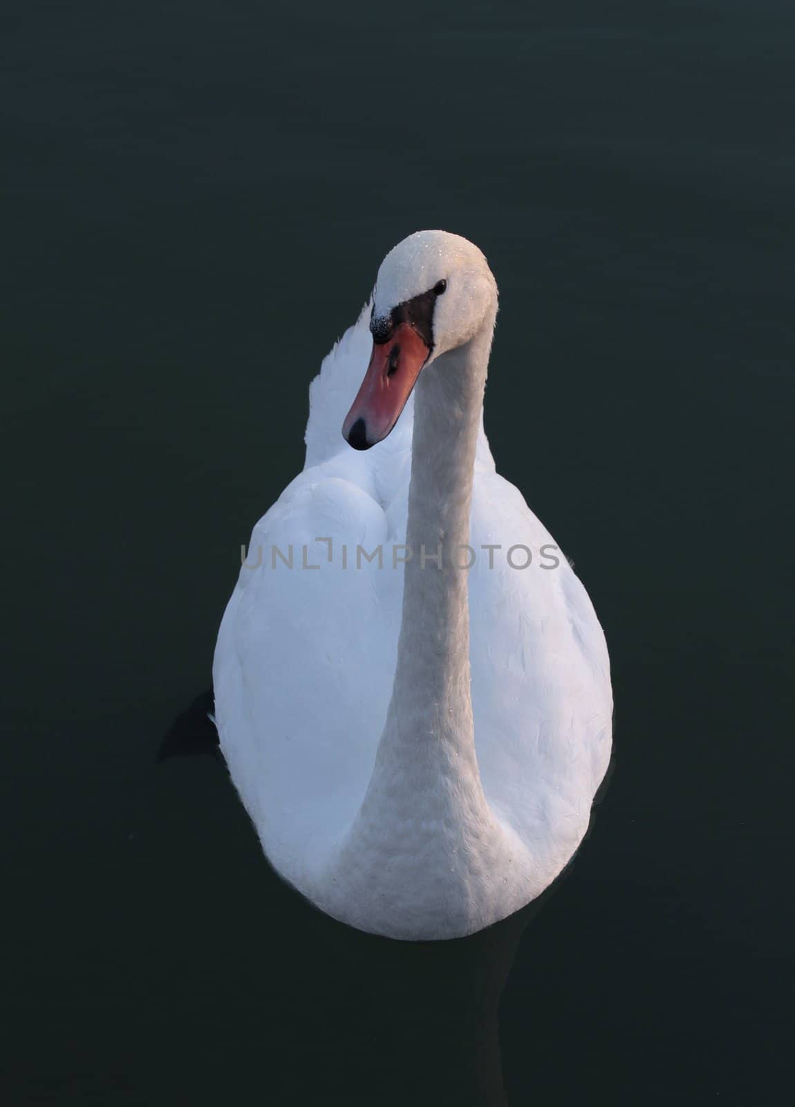 white swan by gallofoto
