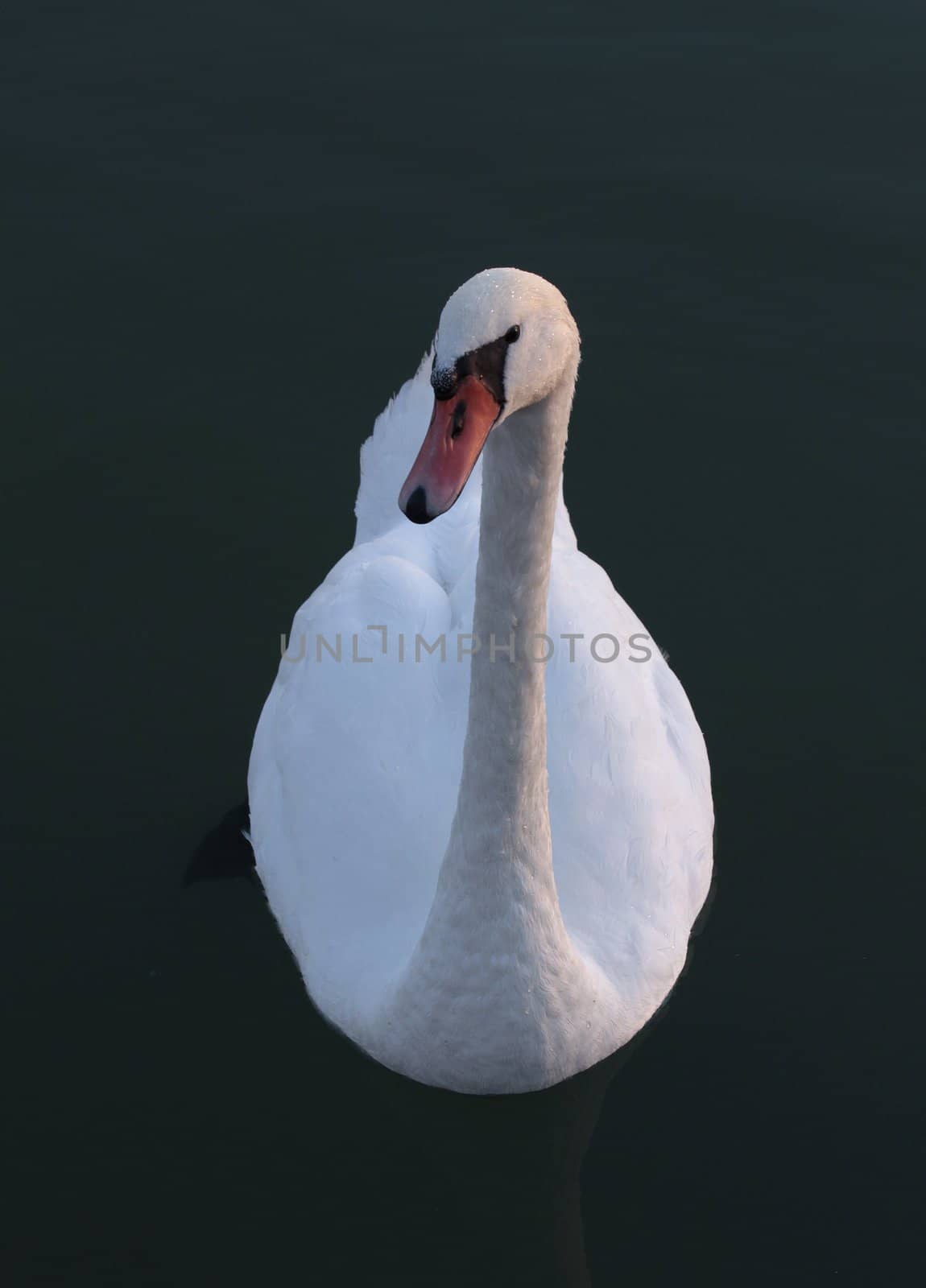 White Swan Lake in the morning.