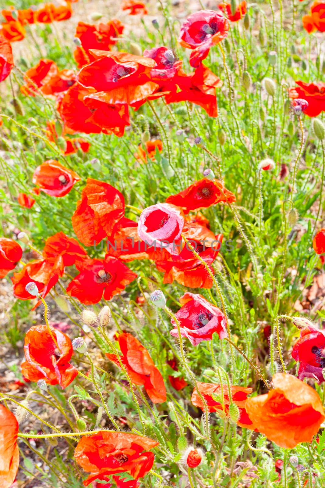 A poppy is any of a number of colorful flowers, typically with one per stem, belonging to the poppy family.