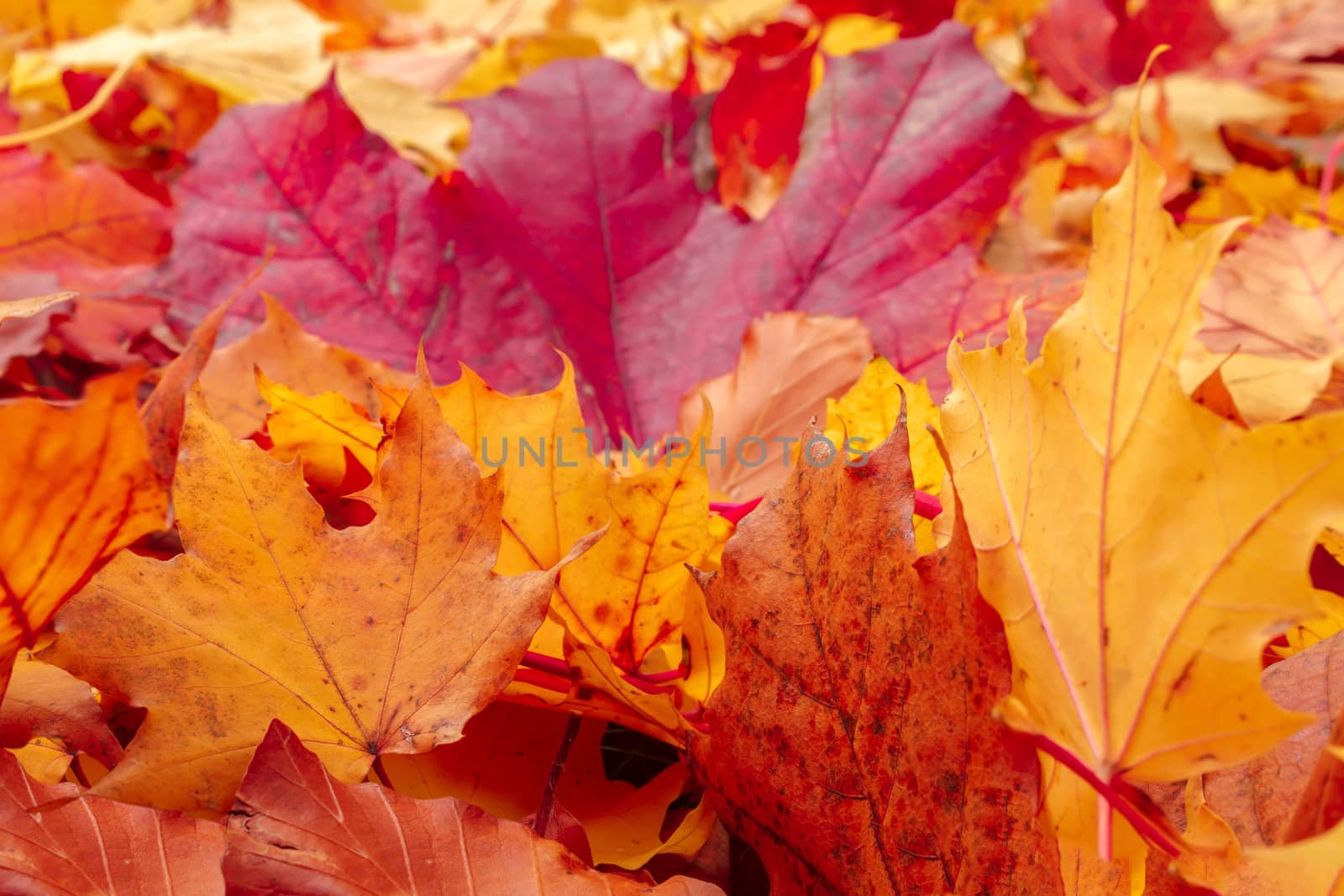 Fall orange and red autumn leaves on ground by artush