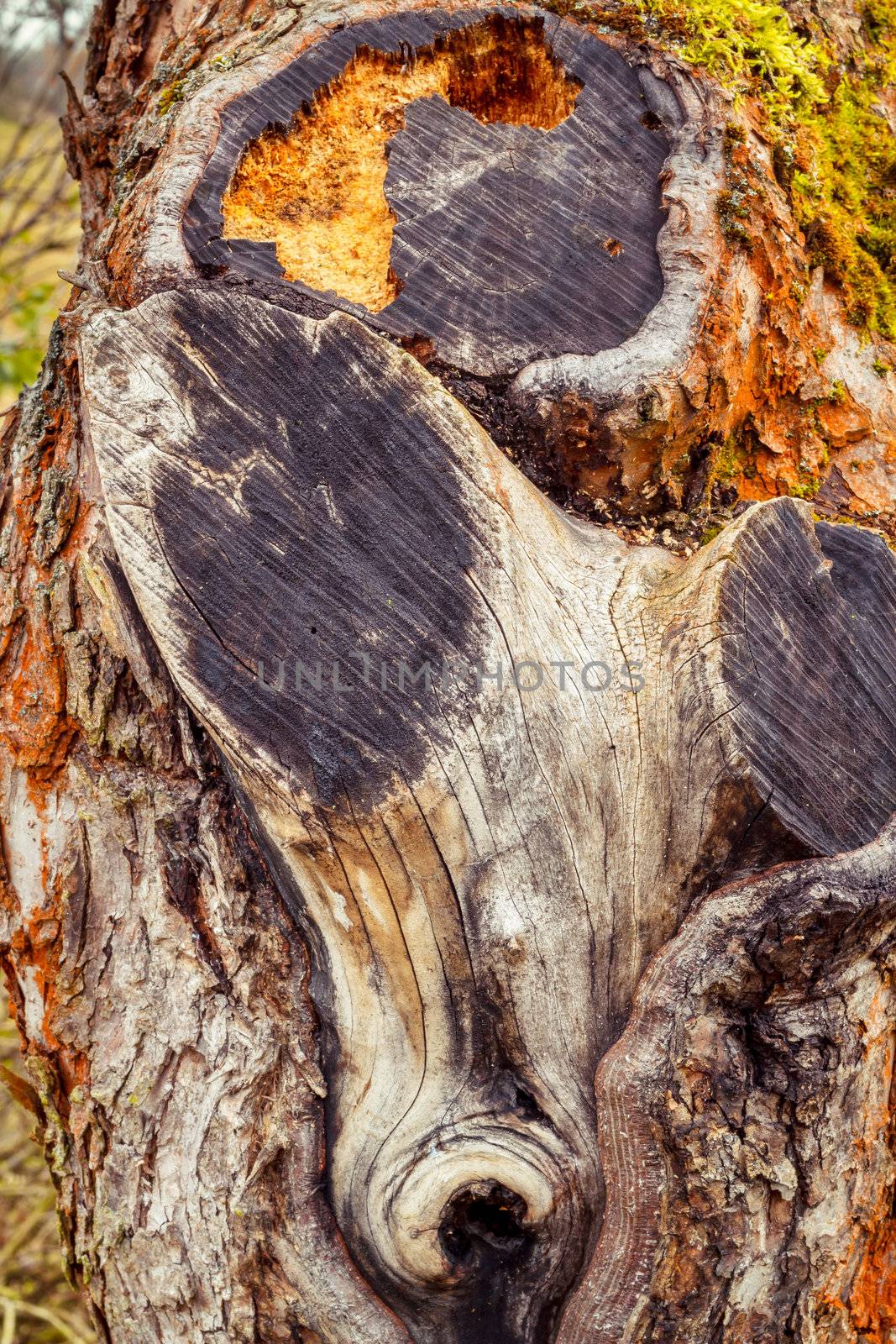 grunge autumn colored tree background or backdrop