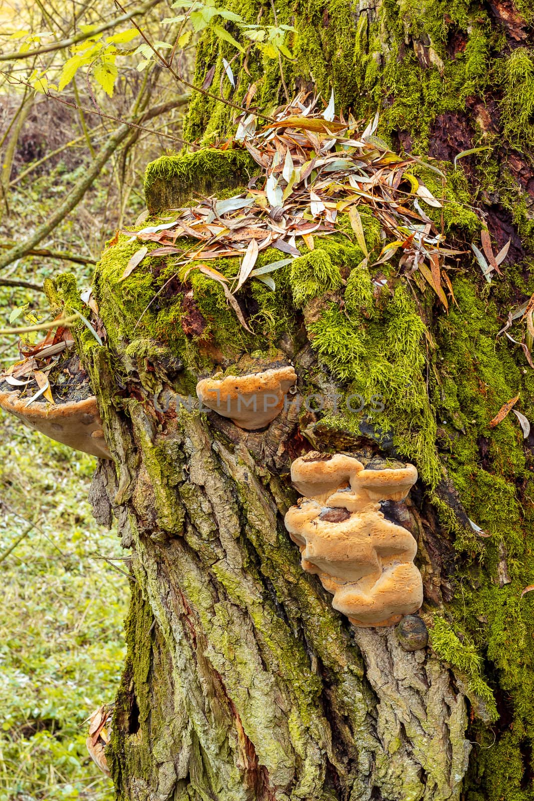 autumn mushroom founded in autumn forrest