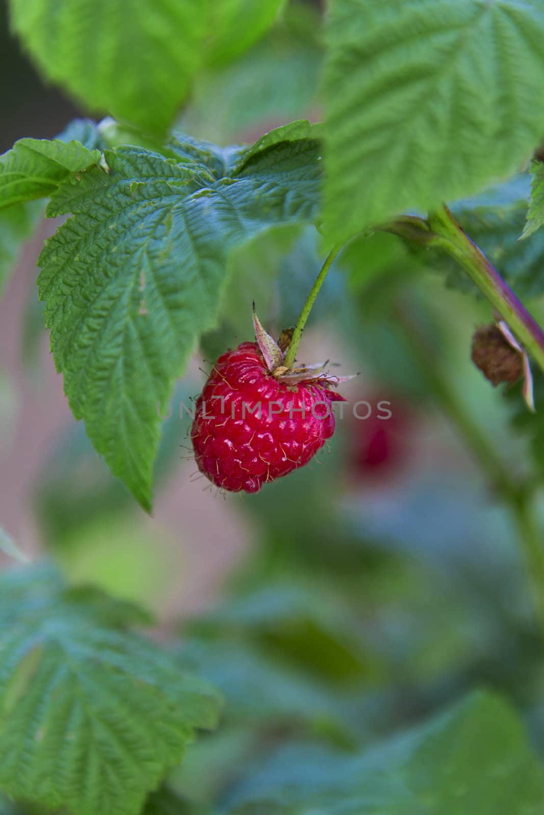 single raspberry in the bush