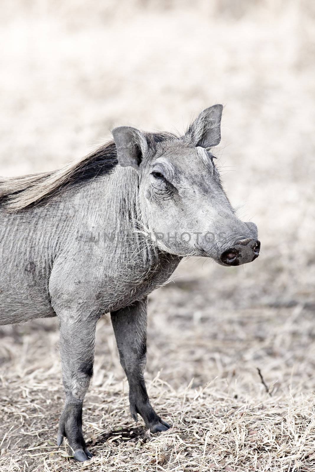 Wild warthog in the dry African savannah