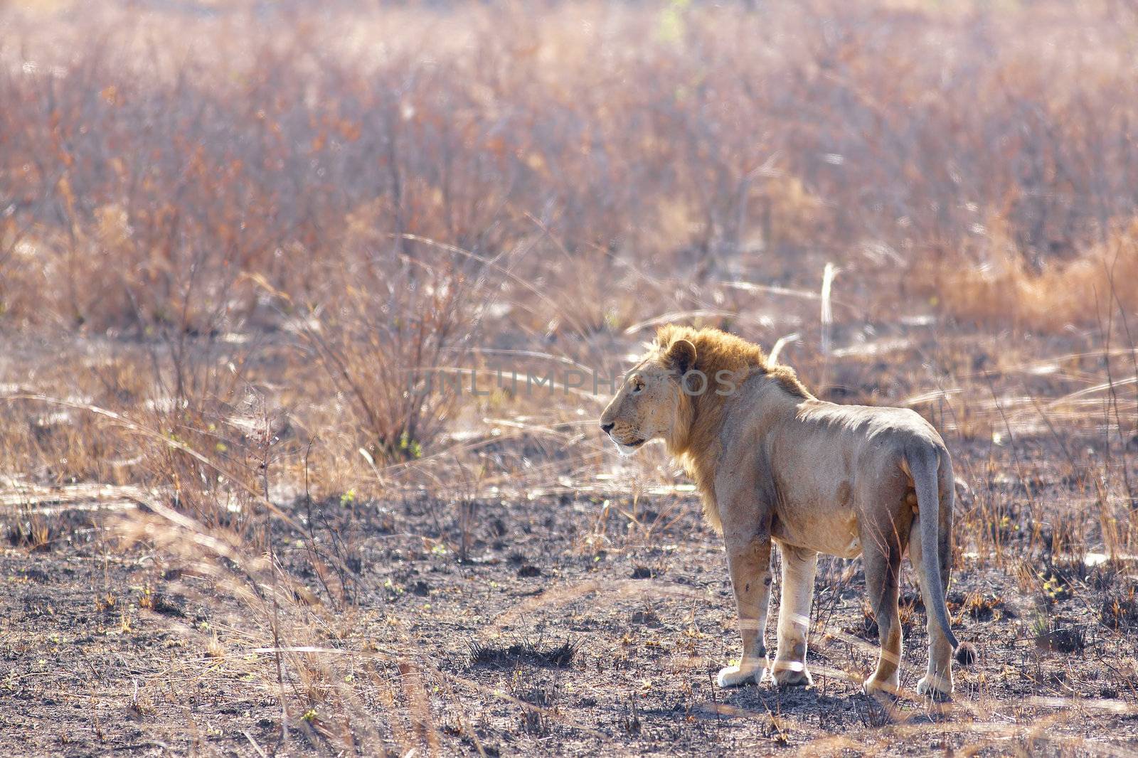 Wild lion in the African Savannah, Tanzania