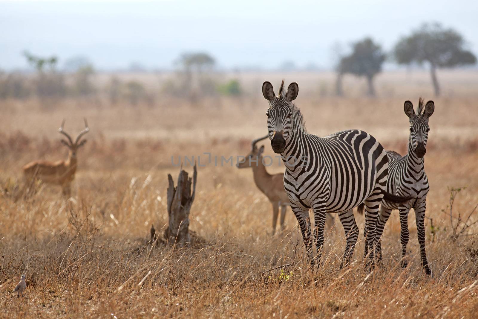 African Zebra standind in the dry savannah, Mikumi, Tanzania