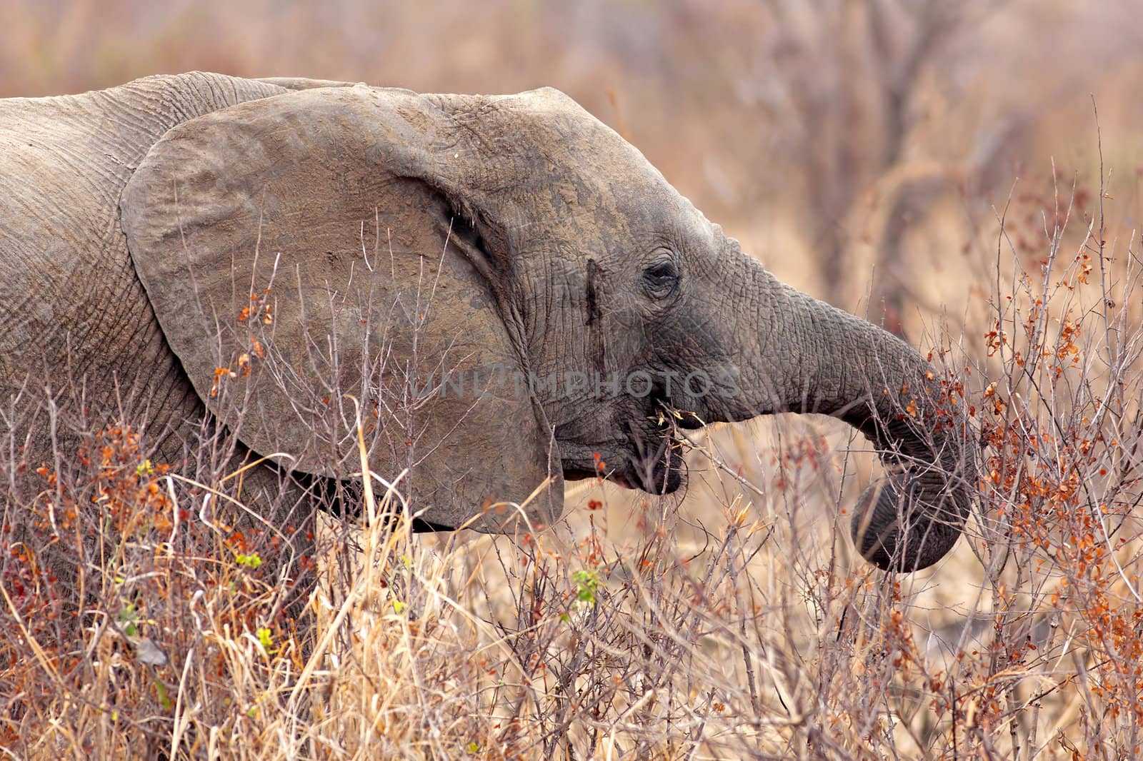 Wild Elephant in the Savannah in Mikumi, Tanzania